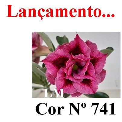 ENXERTO 12607 – 20cm (cor LM 741) - Adenium Rosa do Deserto