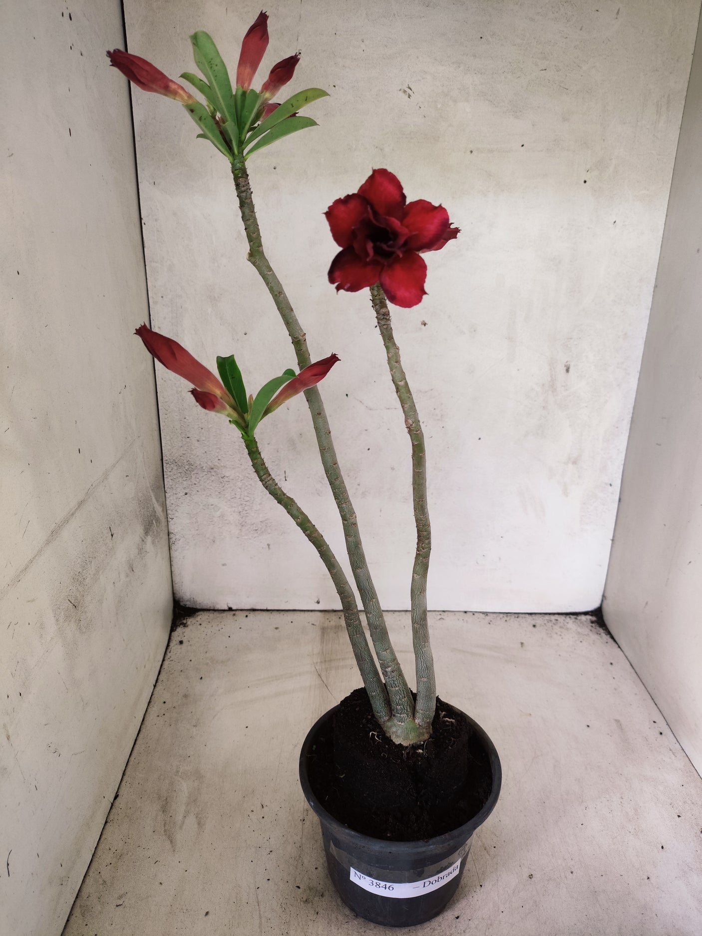 Planta Dobrada 3846 – 35cm – 03 anos
