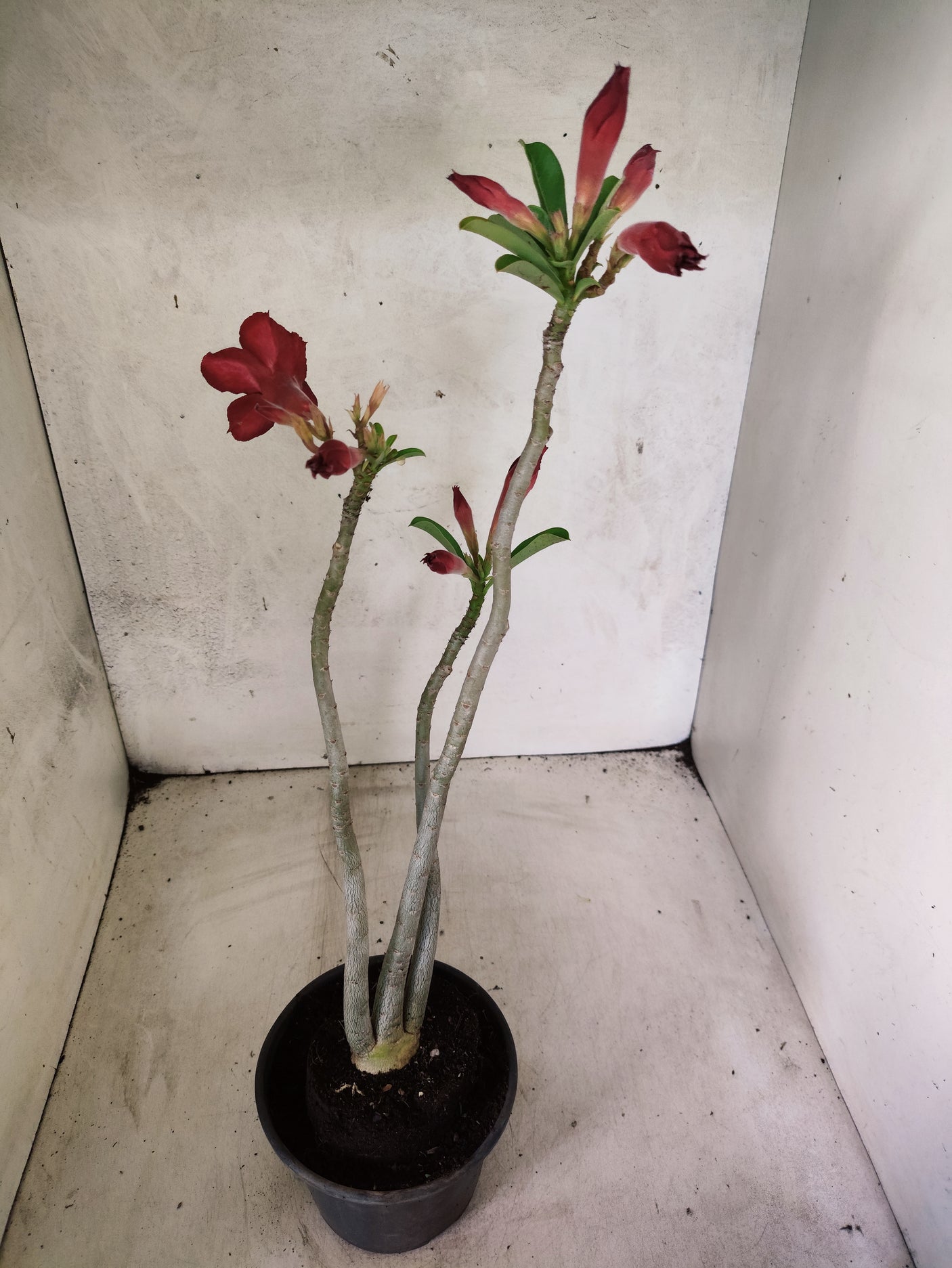 Planta Dobrada 3846 – 35cm – 03 anos
