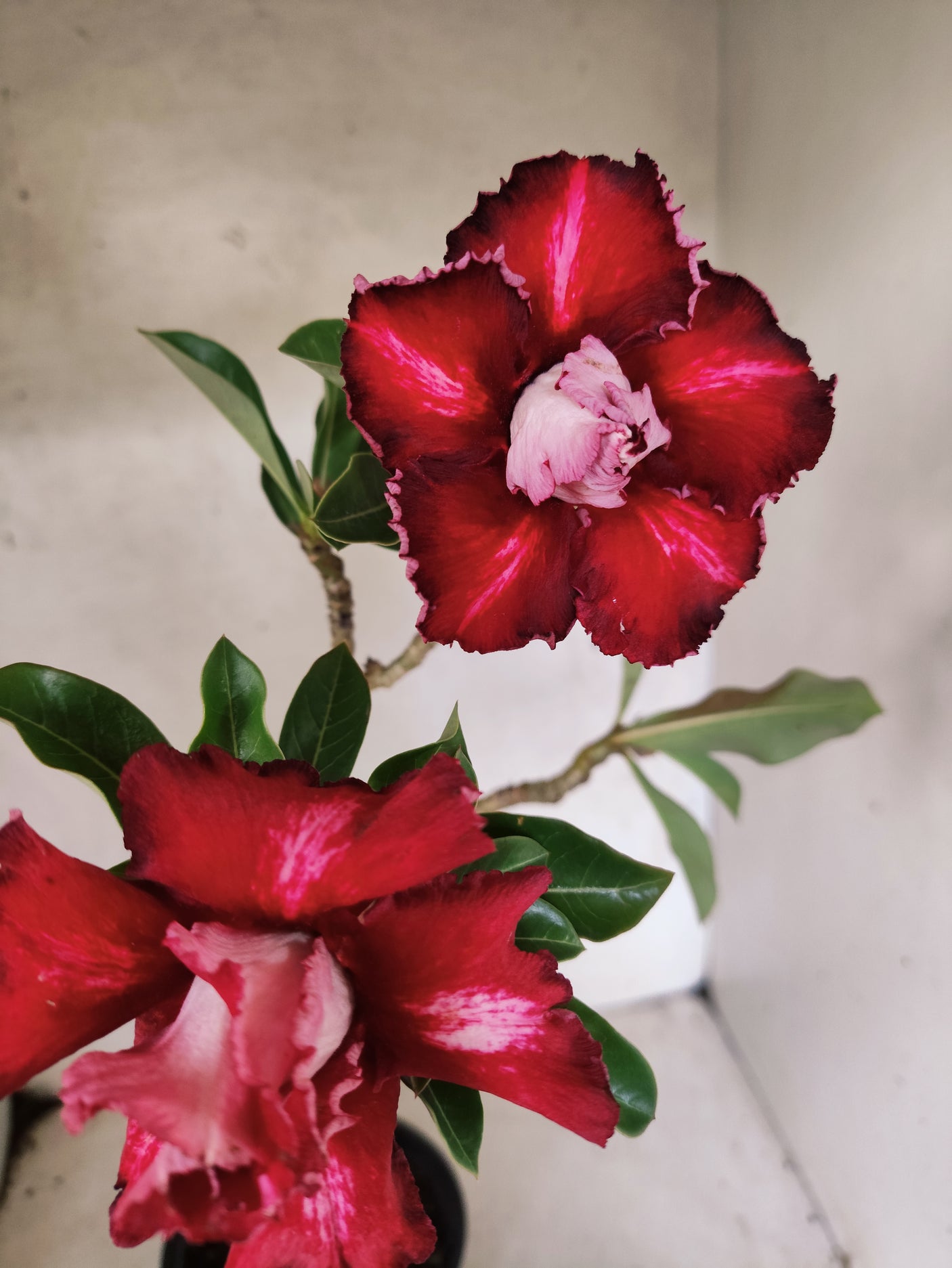 Planta Dobrada 3876 – 30cm – 02 anos