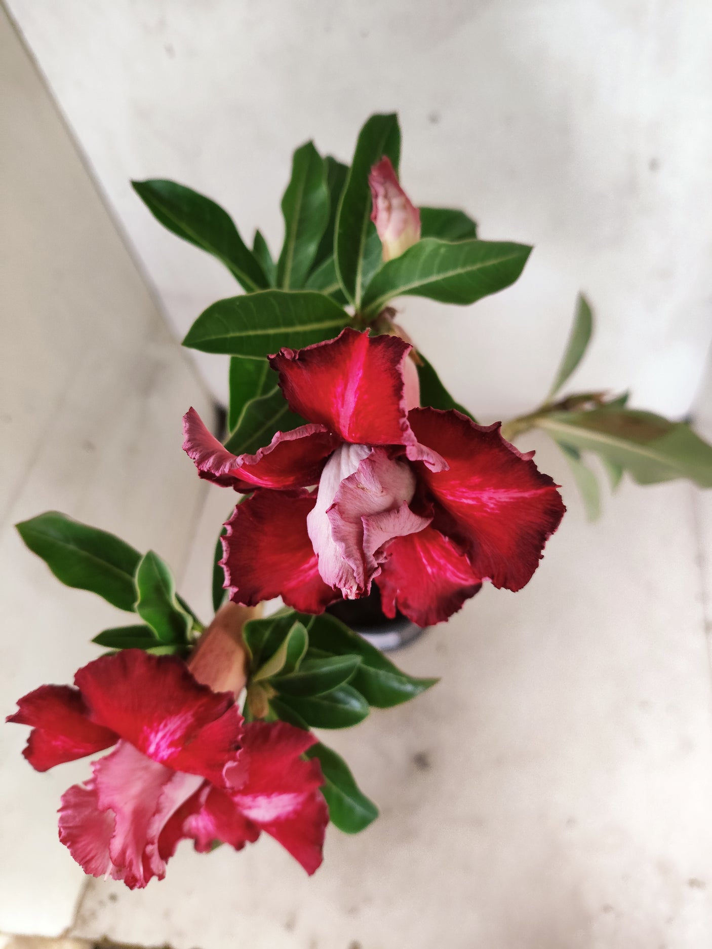 Planta Dobrada 3876 – 30cm – 02 anos