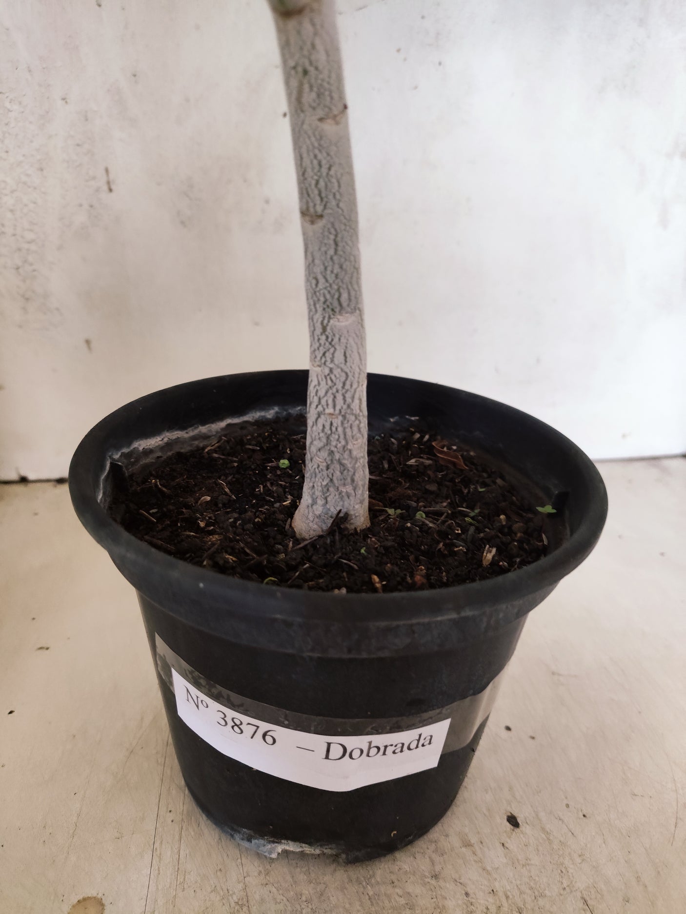 Planta Dobrada 3876 – 30cm – 02 anos