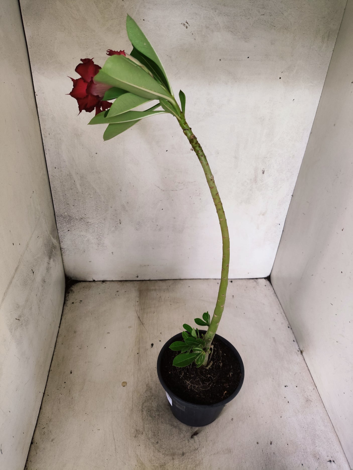 Planta Dobrada 3877 – 30cm – 02 anos