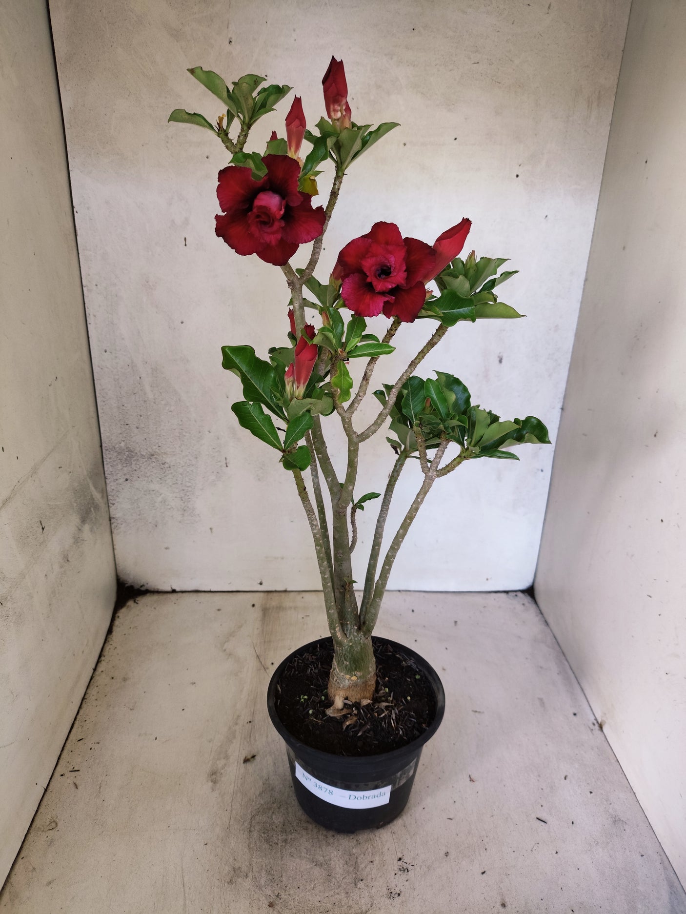 Planta Dobrada 3878 – 35cm – 03 anos