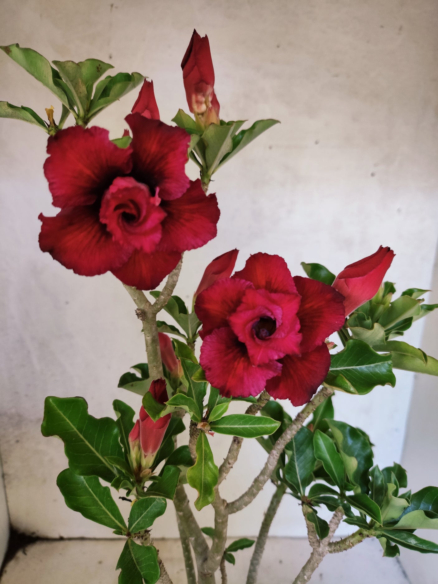 Planta Dobrada 3878 – 35cm – 03 anos