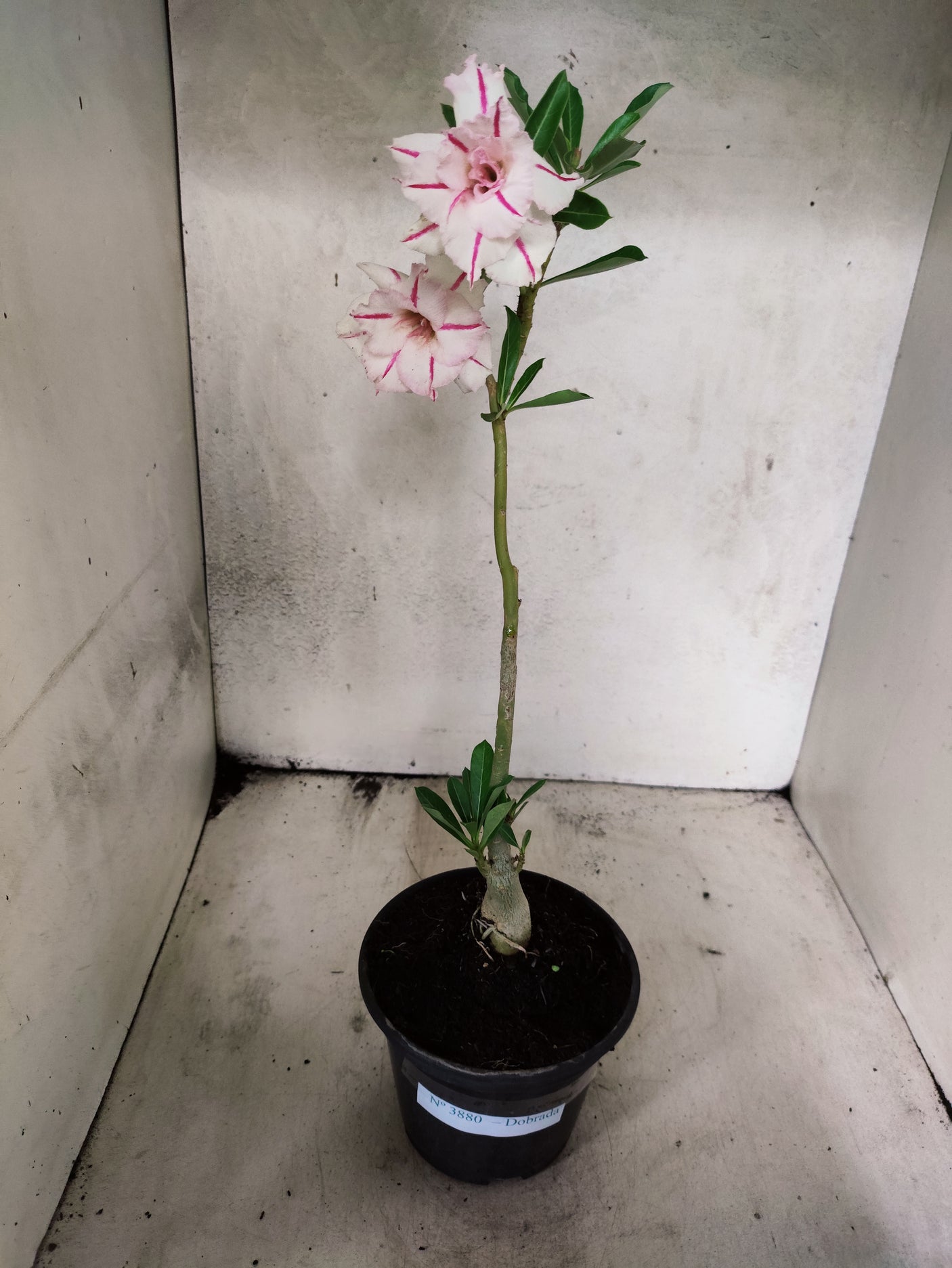 Planta Dobrada 3880 – 30cm – 02 anos