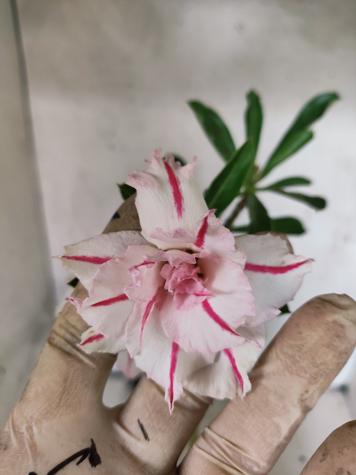 Planta Dobrada 3880 – 30cm – 02 anos