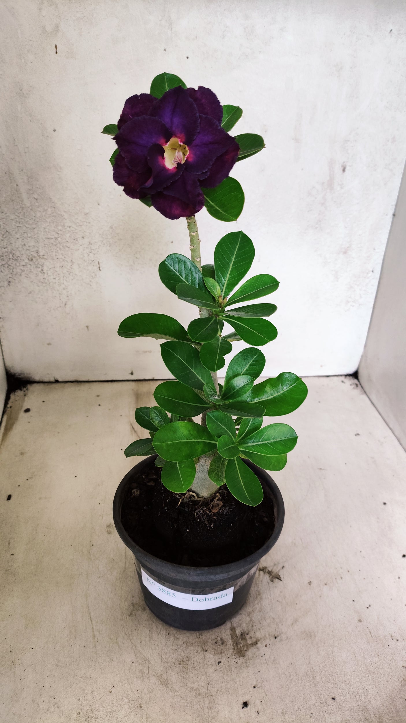Planta Dobrada 3885 – 30cm – 02 anos