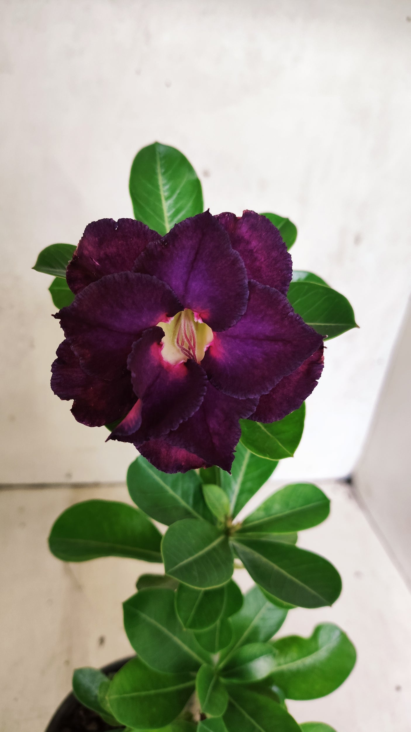 Planta Dobrada 3885 – 30cm – 02 anos