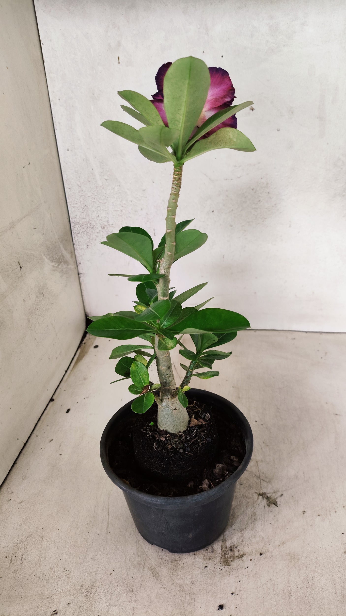 Planta Dobrada 3885 – 30cm – 02 anos