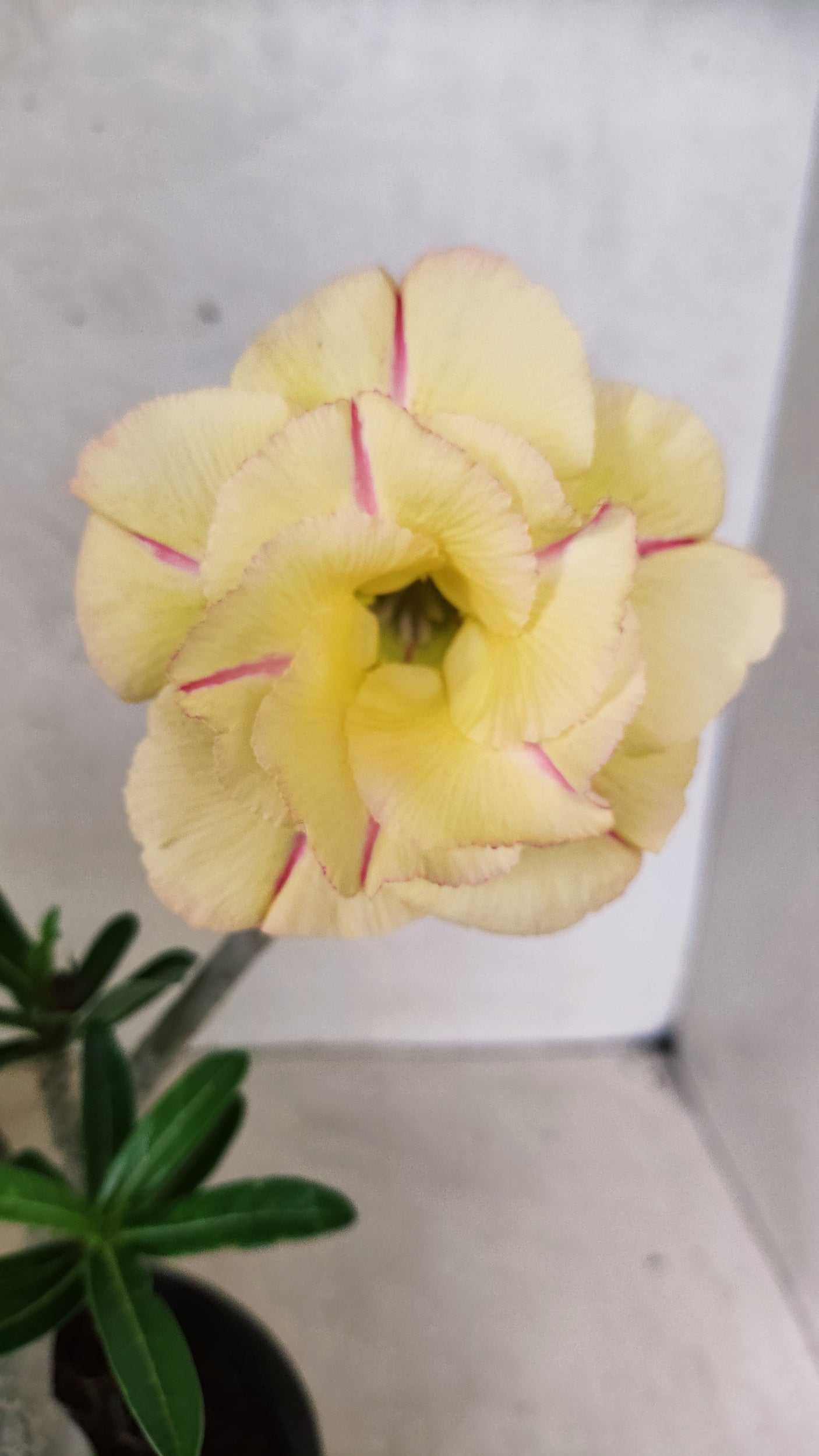 Planta Dobrada 3886 – 30cm – 02 anos