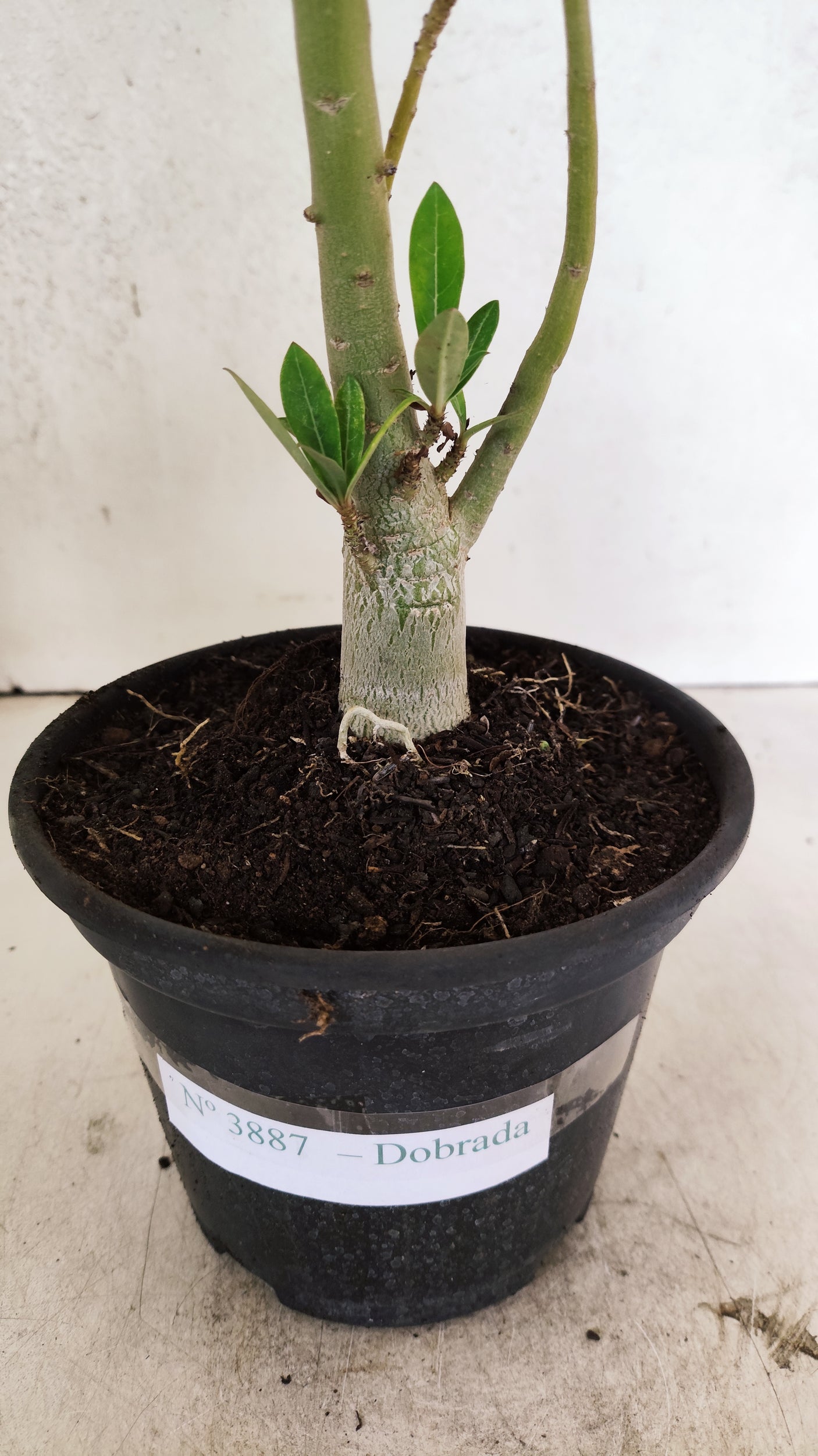 Planta Dobrada 3887 – 30cm – 02 anos