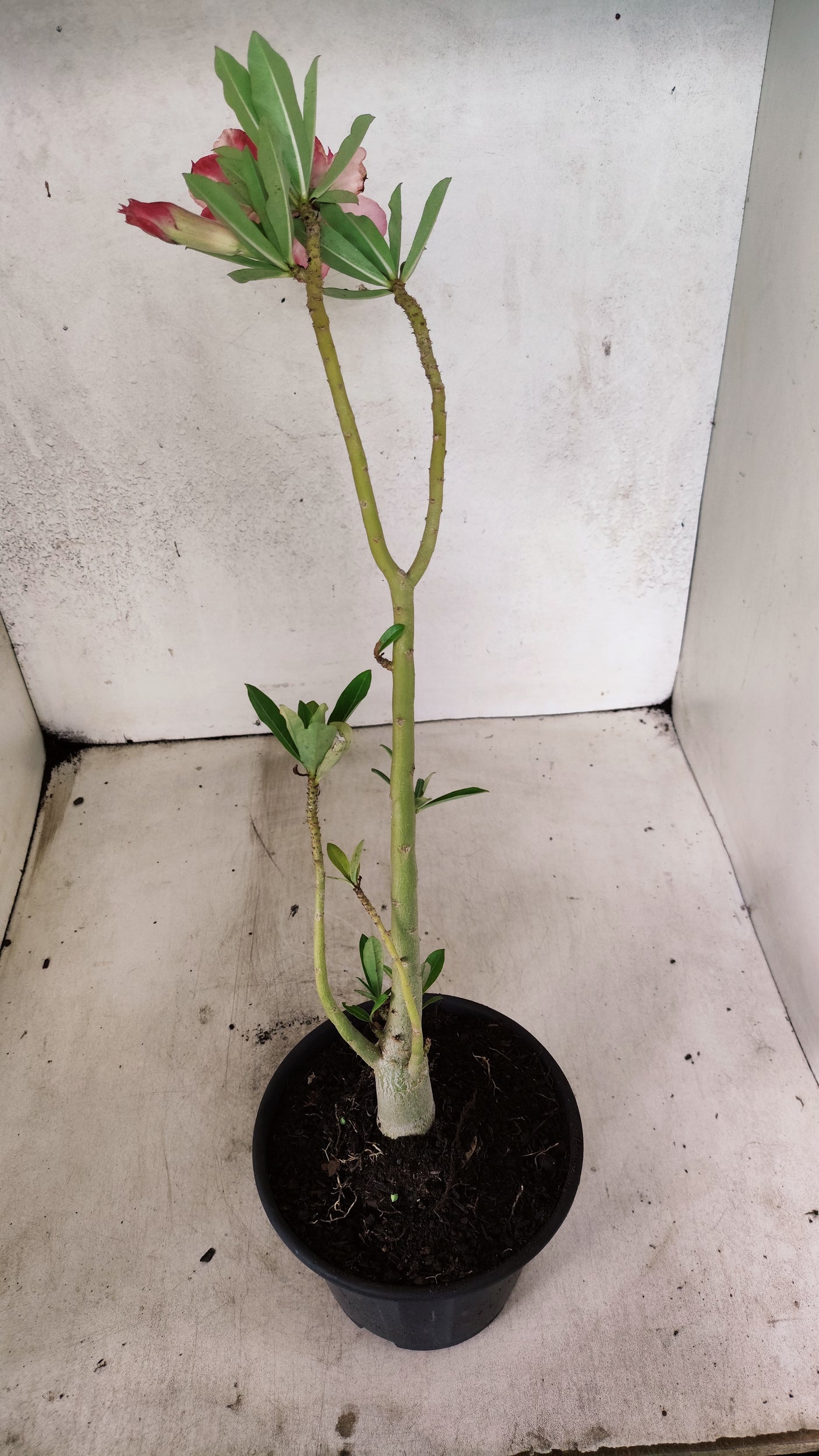 Planta Dobrada 3887 – 30cm – 02 anos