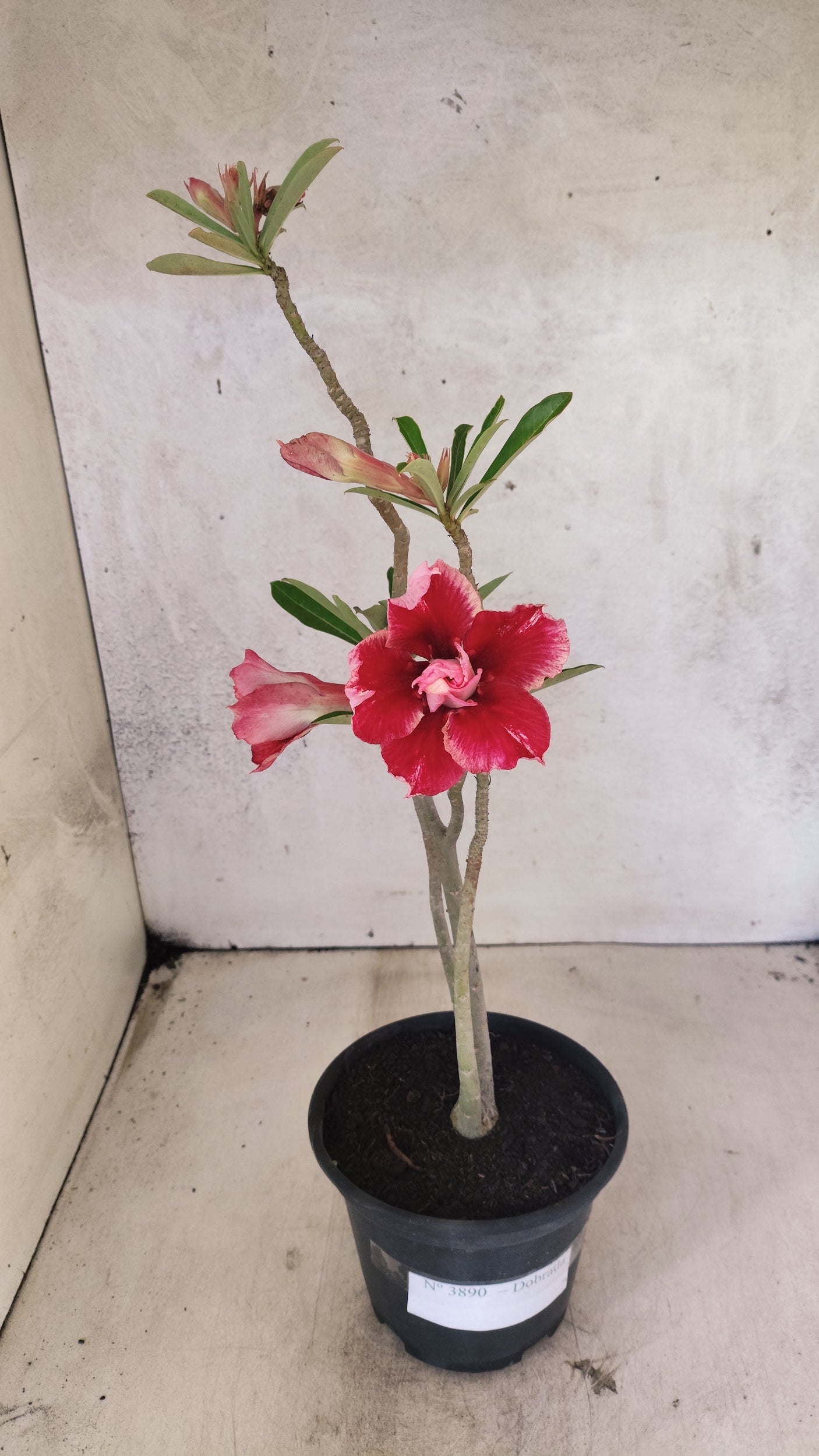 Planta Dobrada 3890 – 35cm – 02 anos