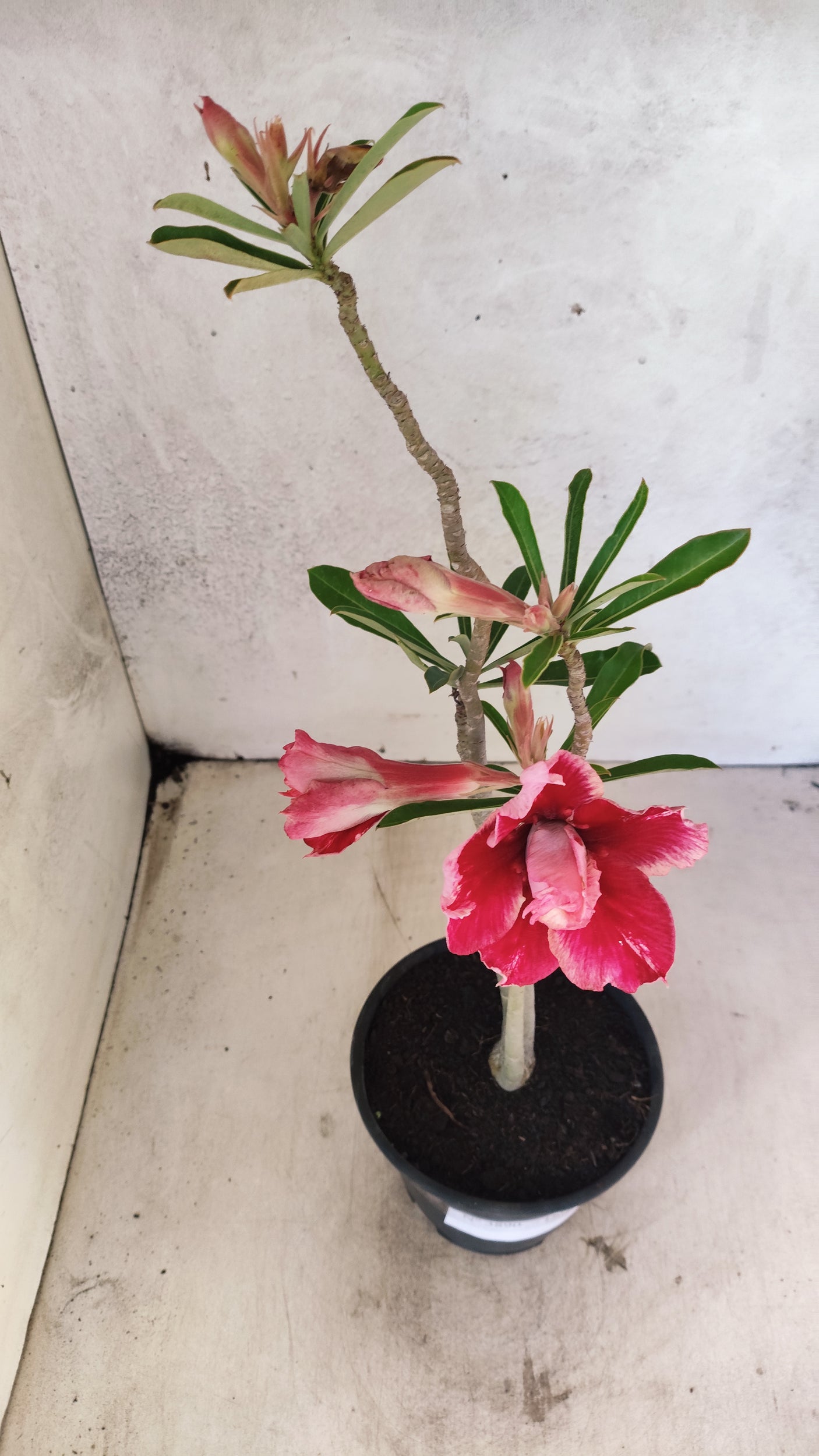 Planta Dobrada 3890 – 35cm – 02 anos
