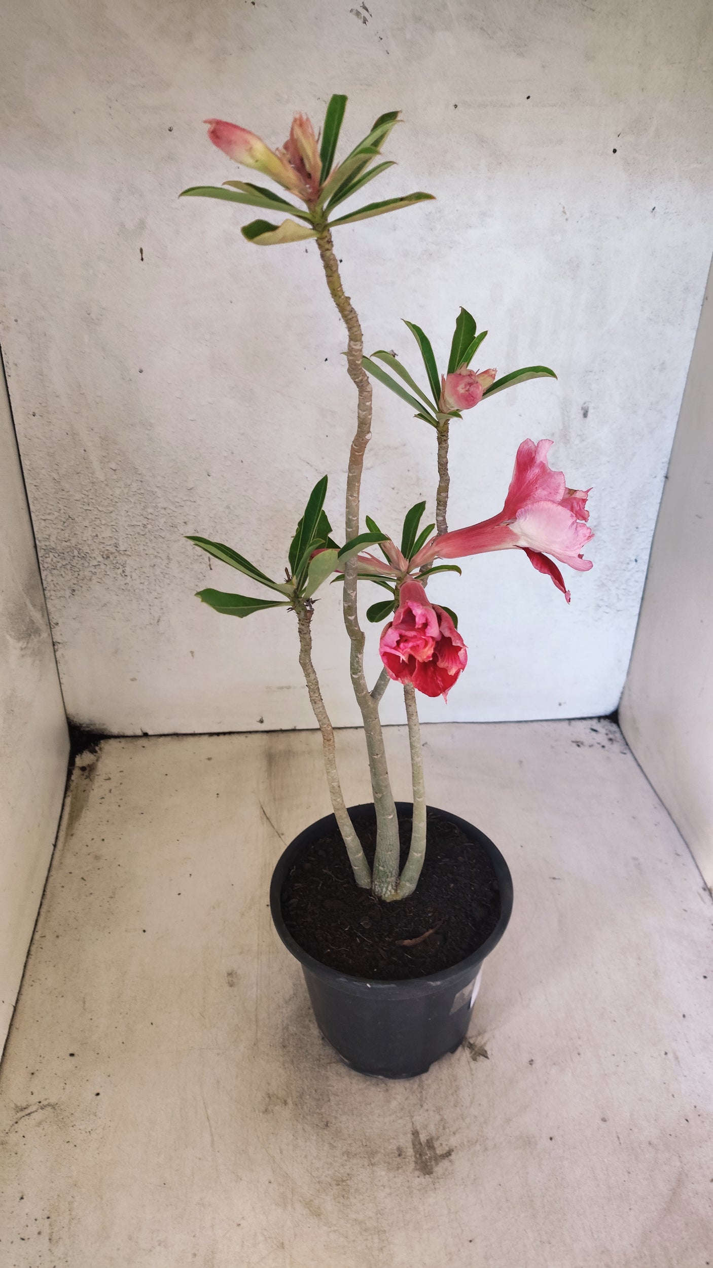 Planta Dobrada 3890 – 35cm – 02 anos
