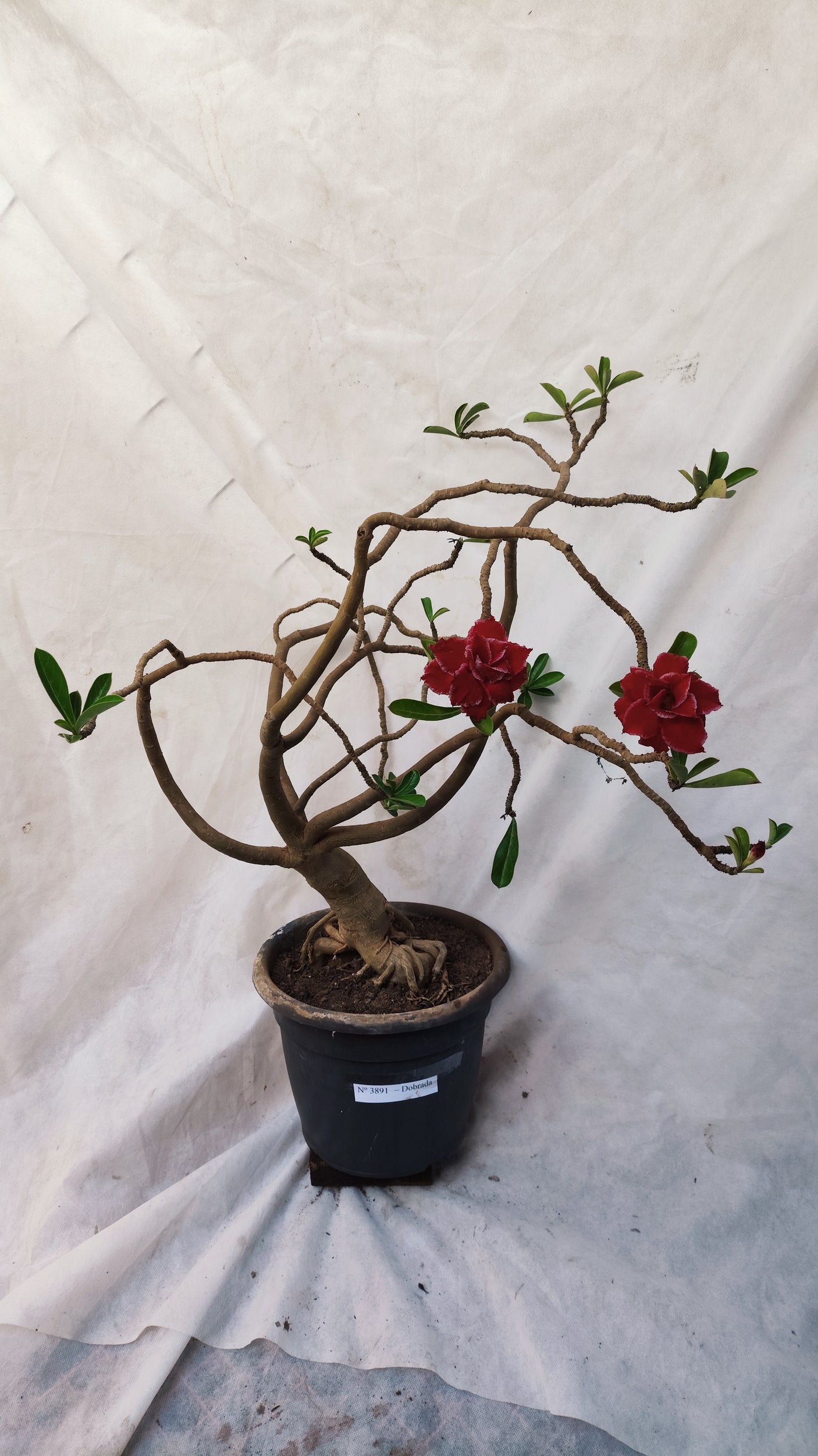 Planta Dobrada 3891 – 80cm – 05 anos