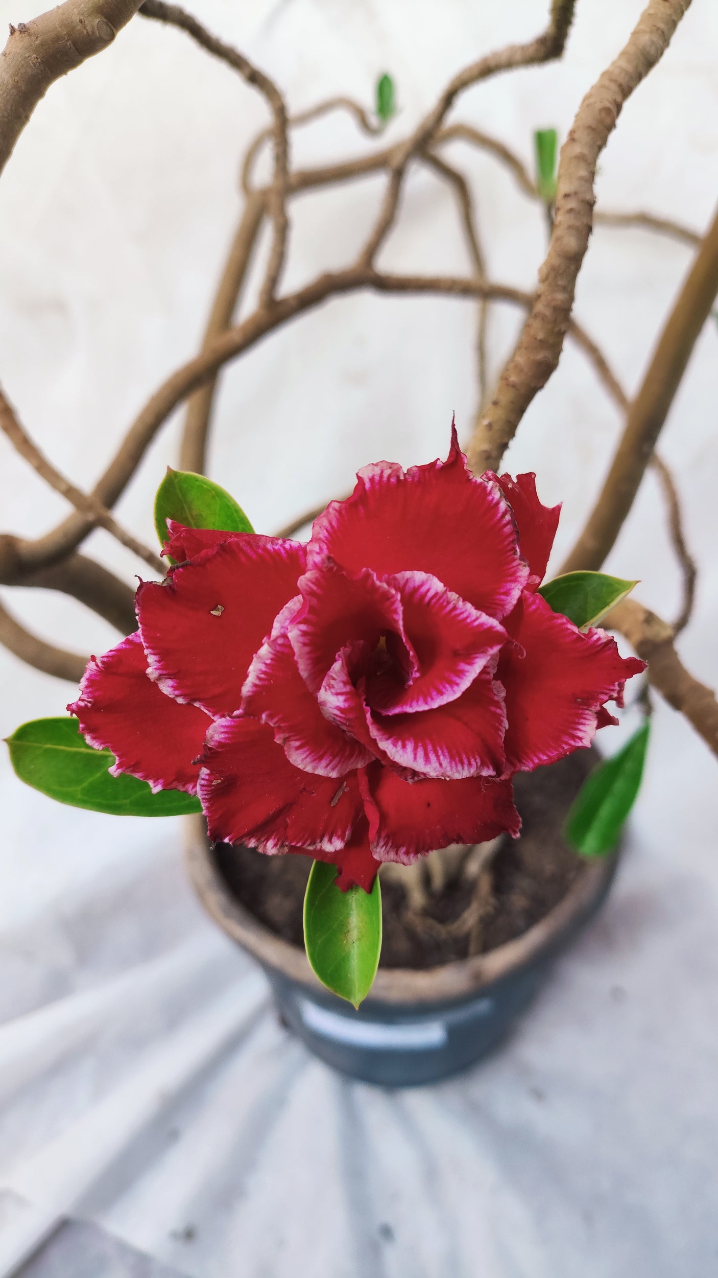 Planta Dobrada 3891 – 80cm – 05 anos