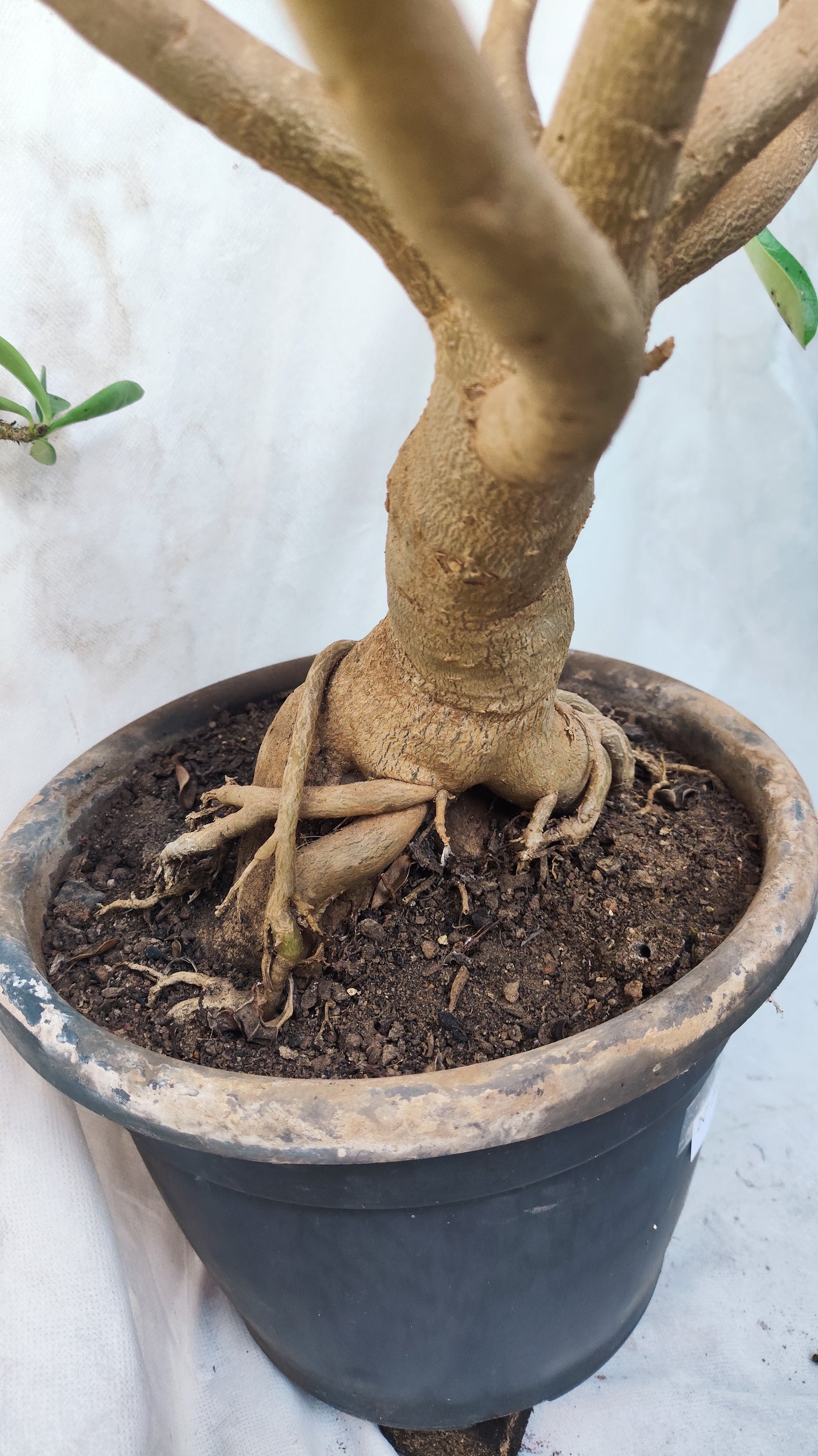 Planta Dobrada 3891 – 80cm – 05 anos