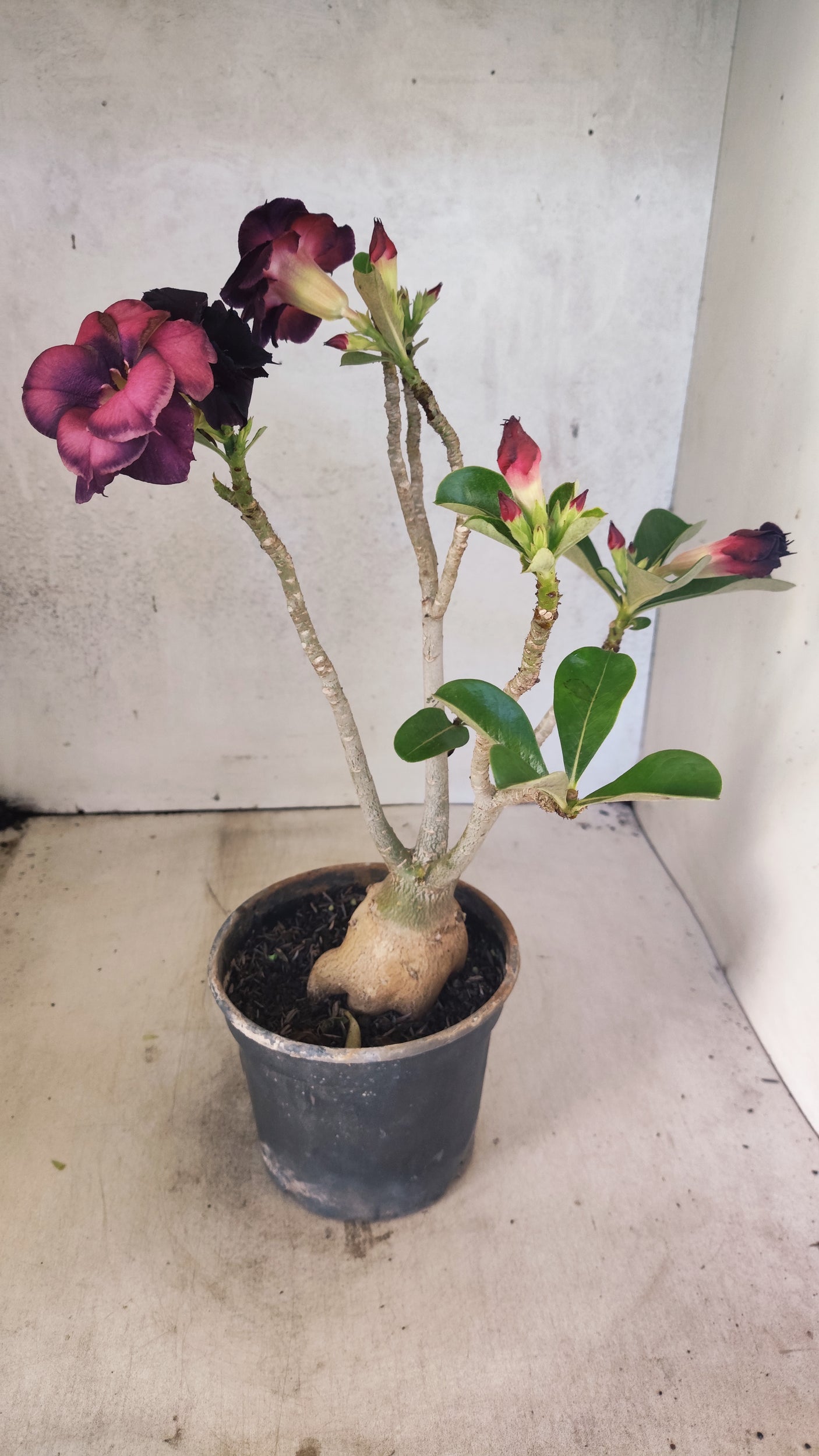 Planta Dobrada 3892 – 35cm – 03 anos
