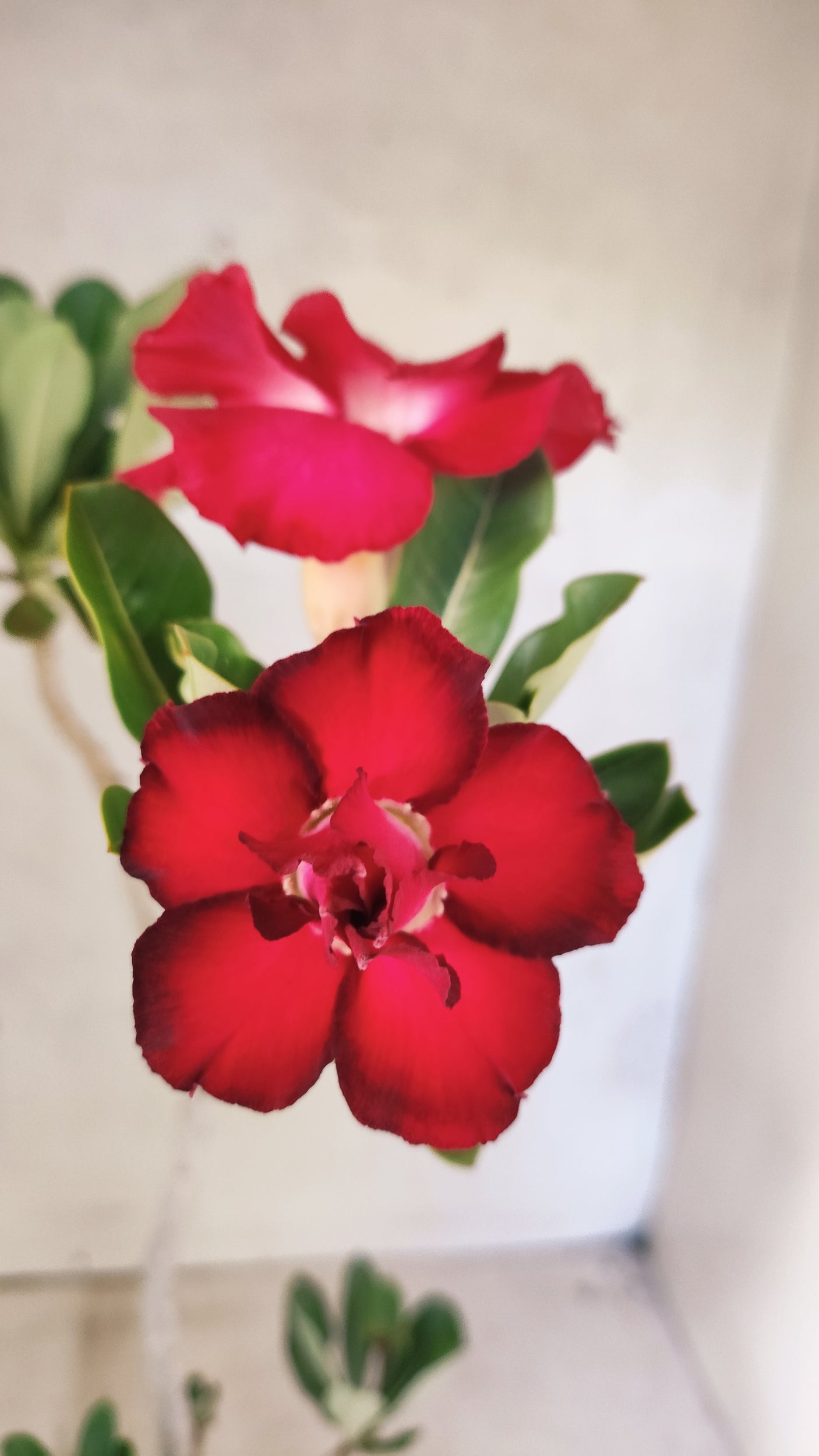 Planta Dobrada 3893 – 35cm – 03 anos