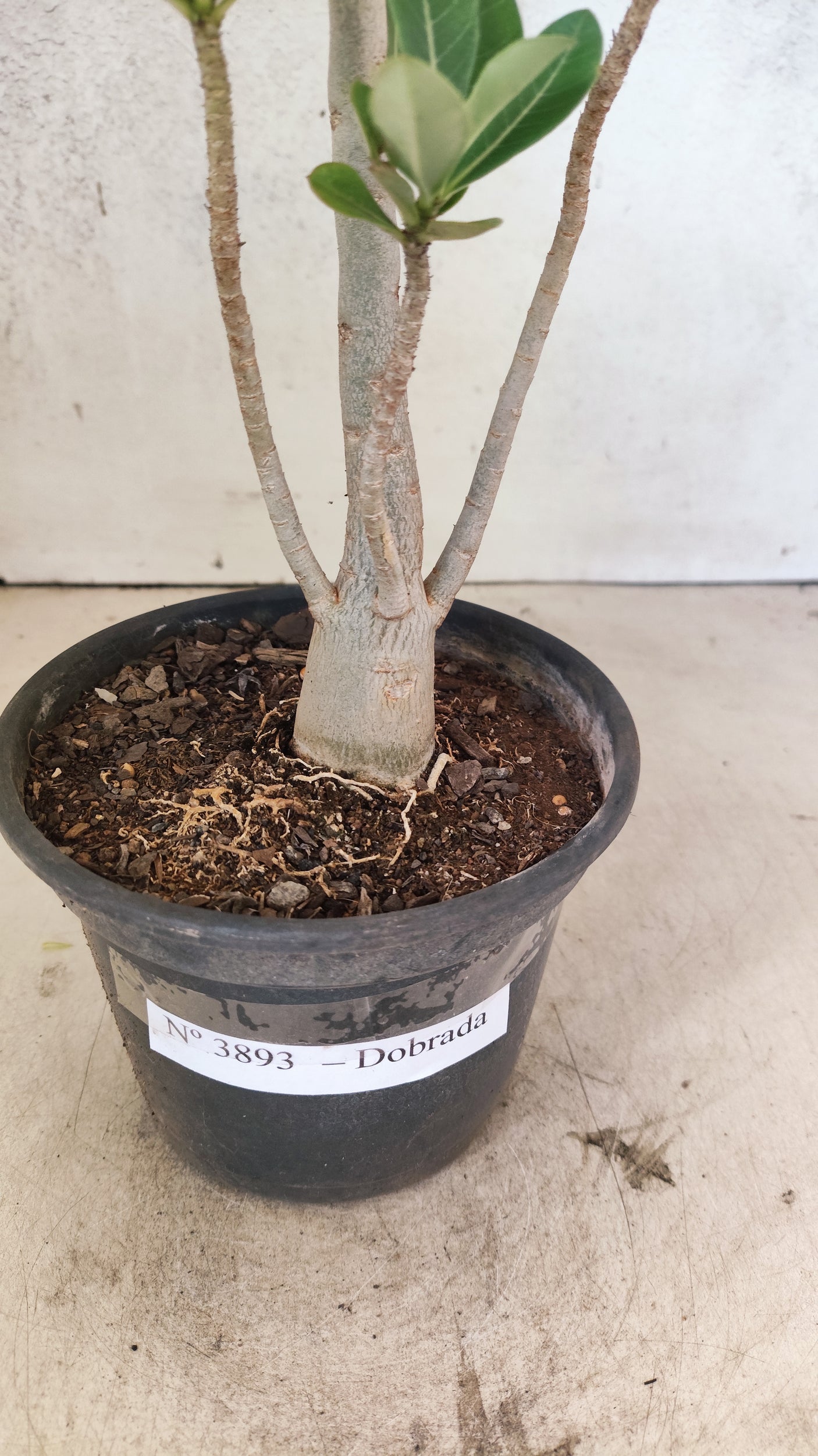 Planta Dobrada 3893 – 35cm – 03 anos