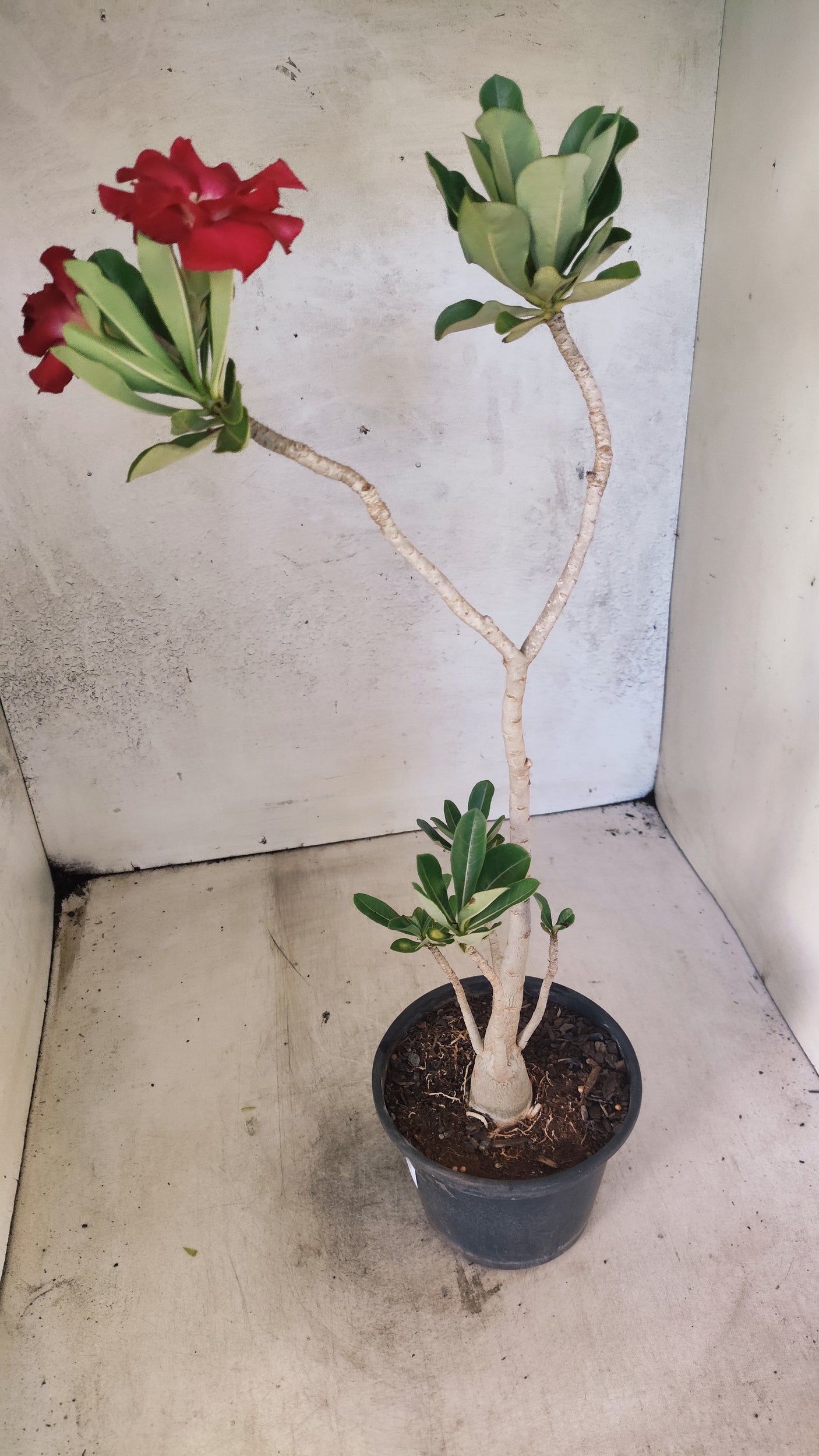 Planta Dobrada 3893 – 35cm – 03 anos