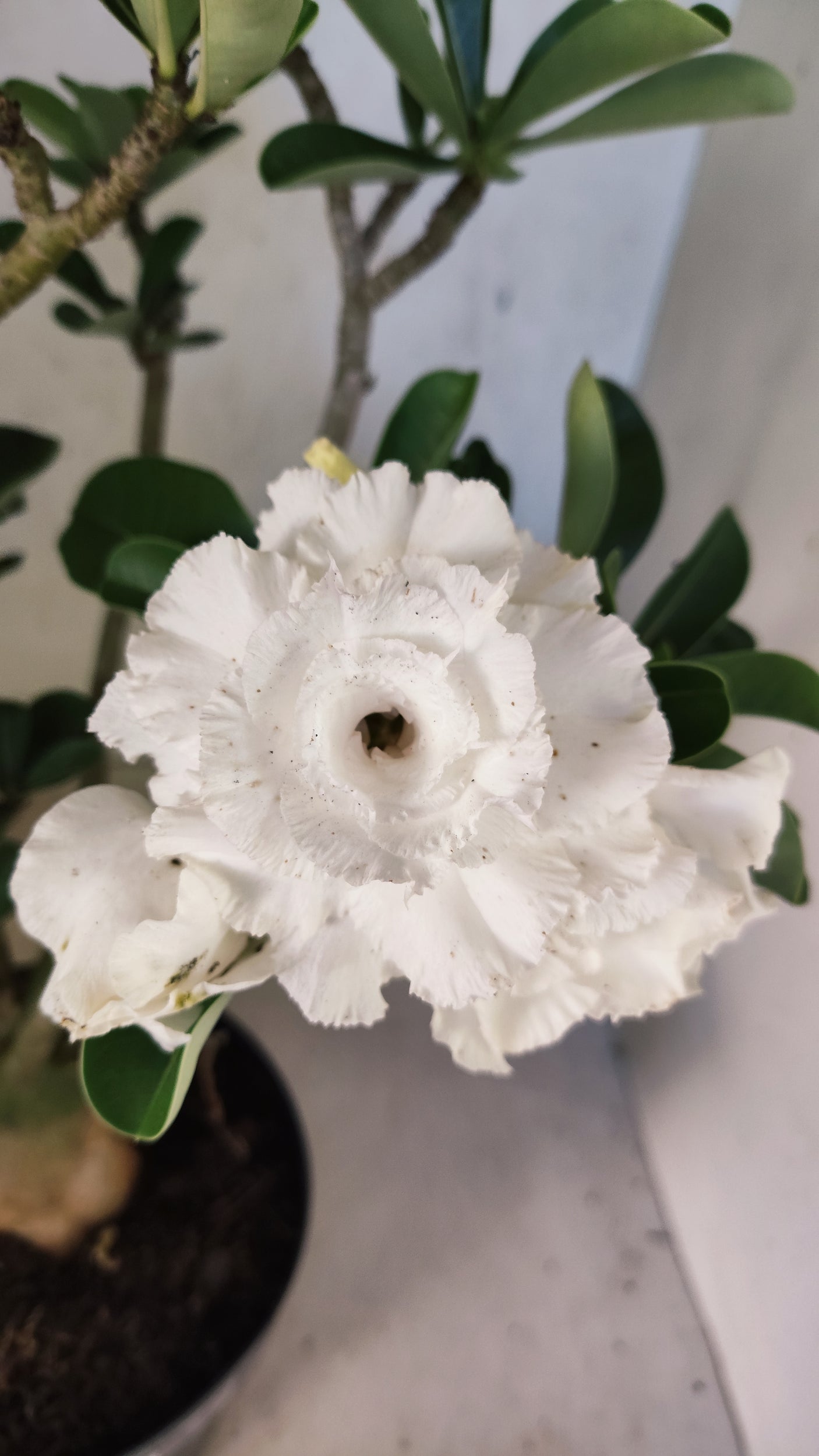 Planta Dobrada 3894 – 40cm – 04 anos