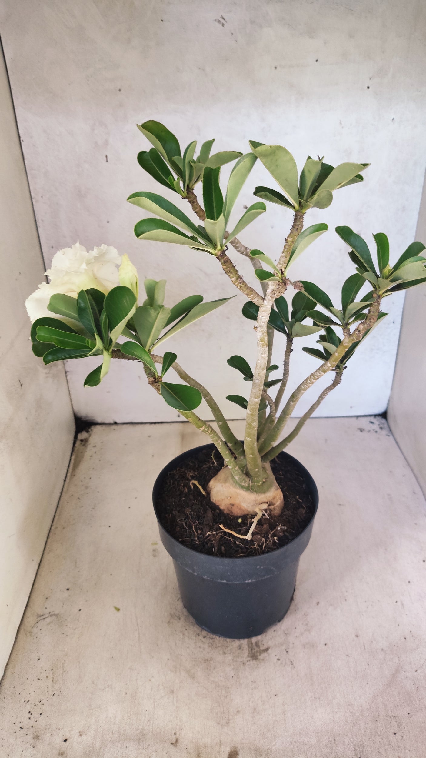 Planta Dobrada 3894 – 40cm – 04 anos