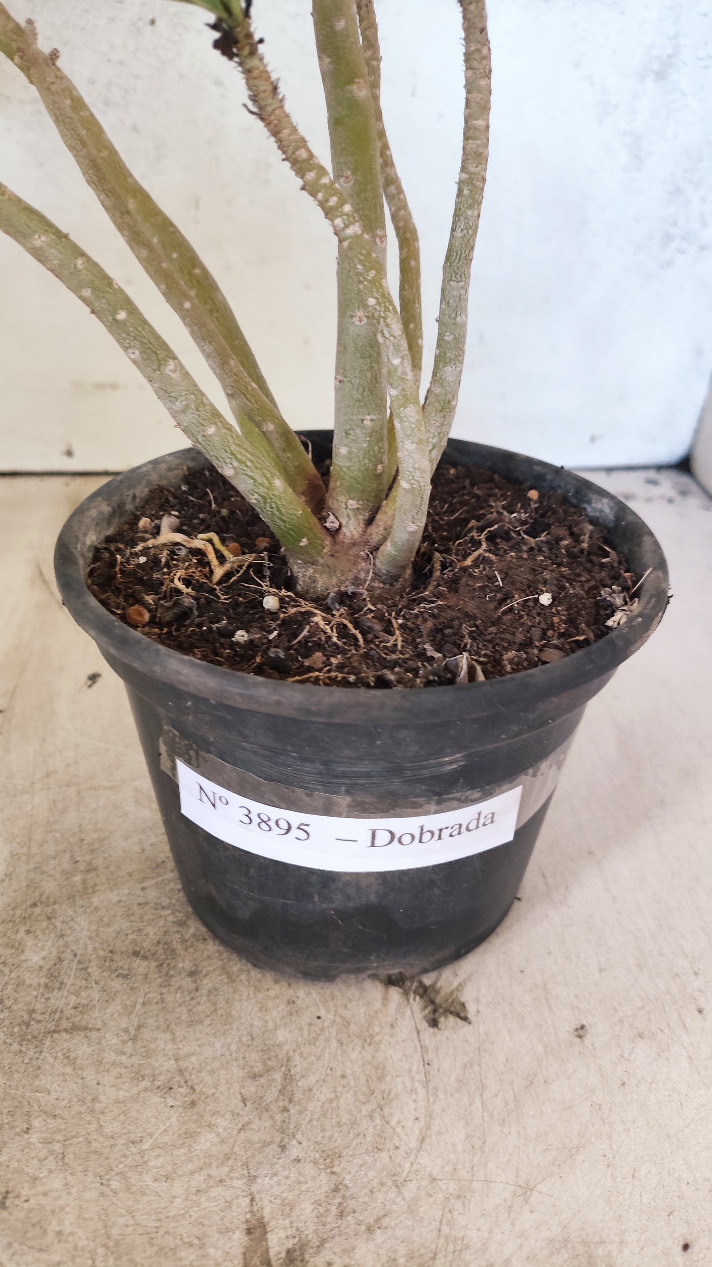 Planta Dobrada 3895 – 35cm – 03 anos