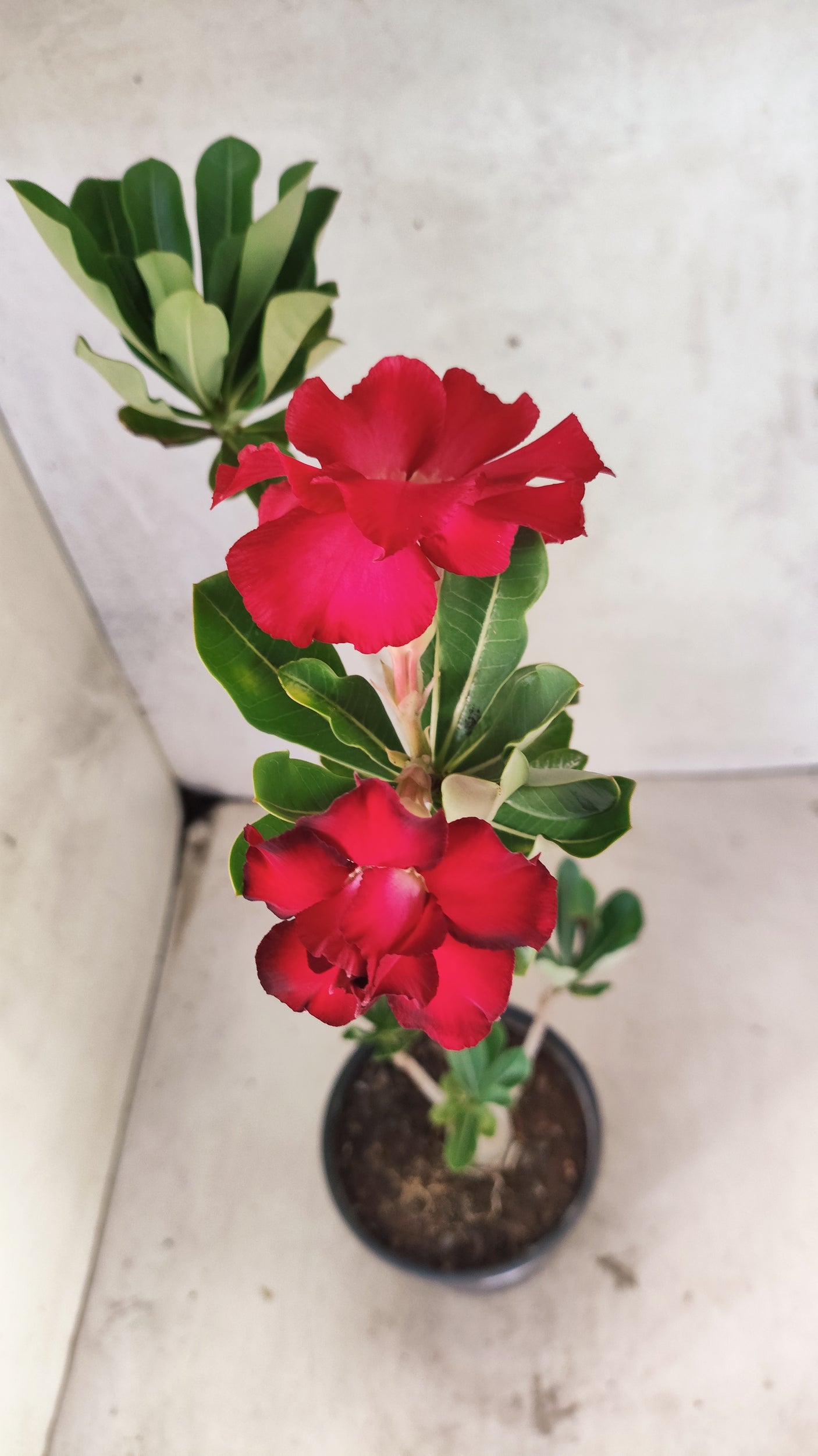Planta Dobrada 3893 – 35cm – 03 anos