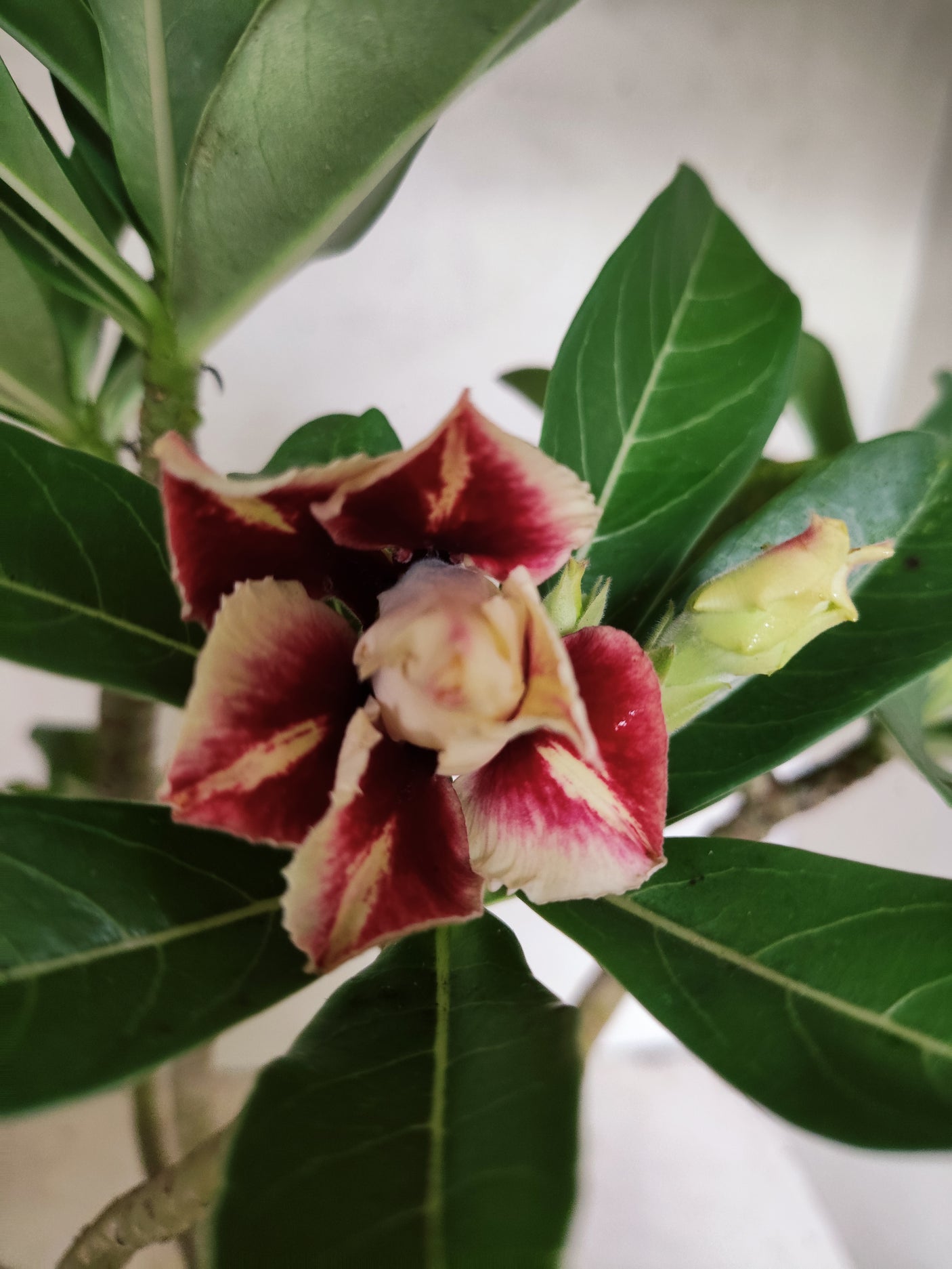 Planta Dobrada 3849 – 35cm – 03 anos