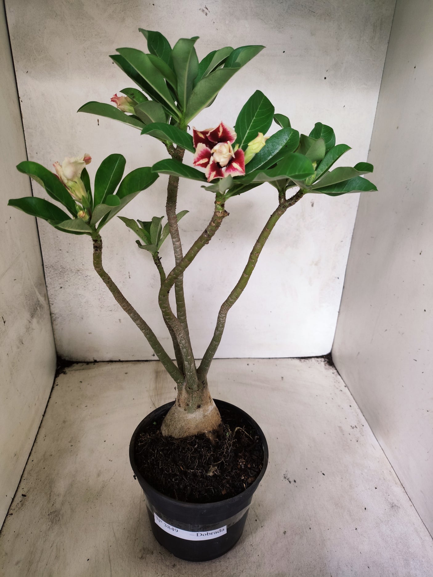 Planta Dobrada 3849 – 35cm – 03 anos