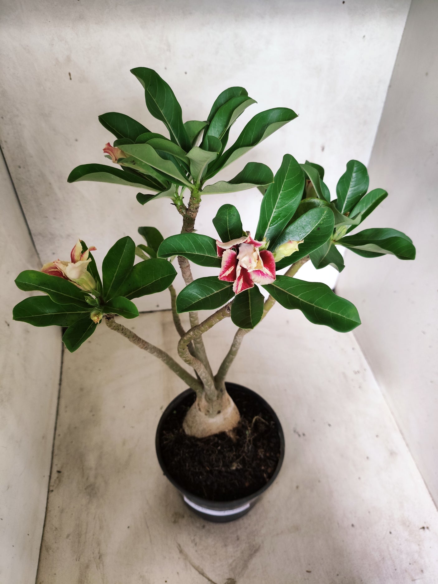 Planta Dobrada 3849 – 35cm – 03 anos