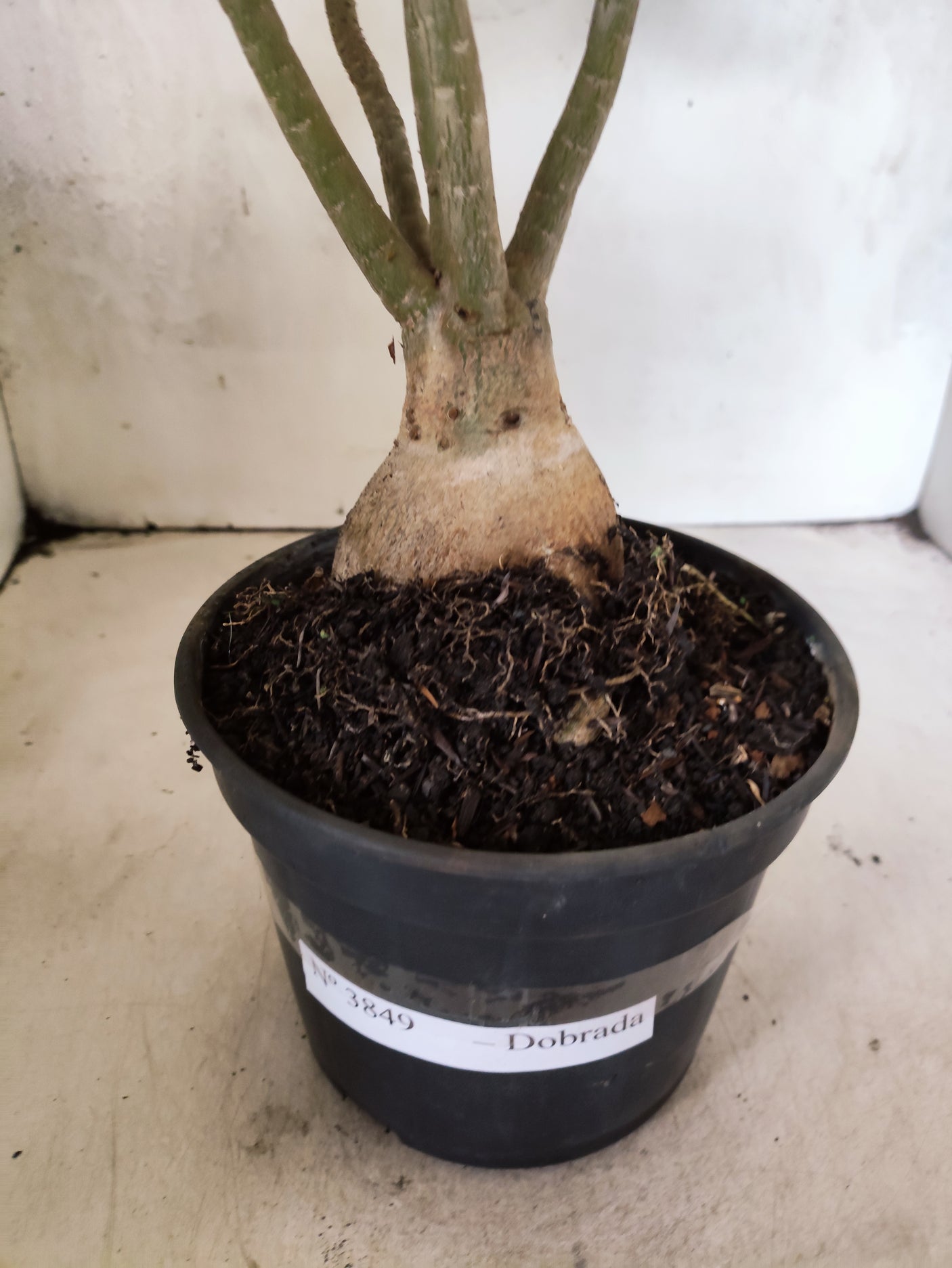 Planta Dobrada 3849 – 35cm – 03 anos