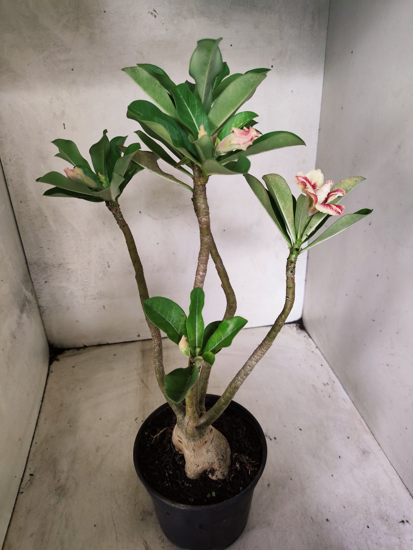 Planta Dobrada 3849 – 35cm – 03 anos