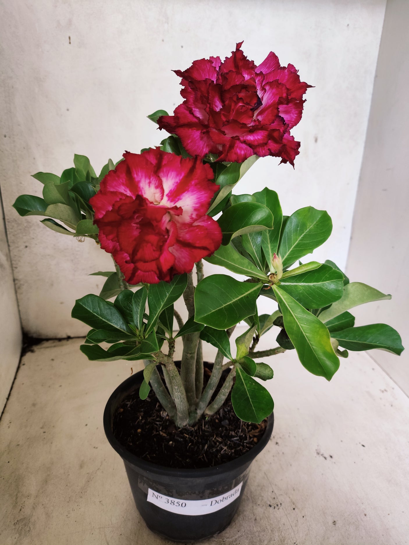 Planta Dobrada 3850 – 30cm – 02 anos