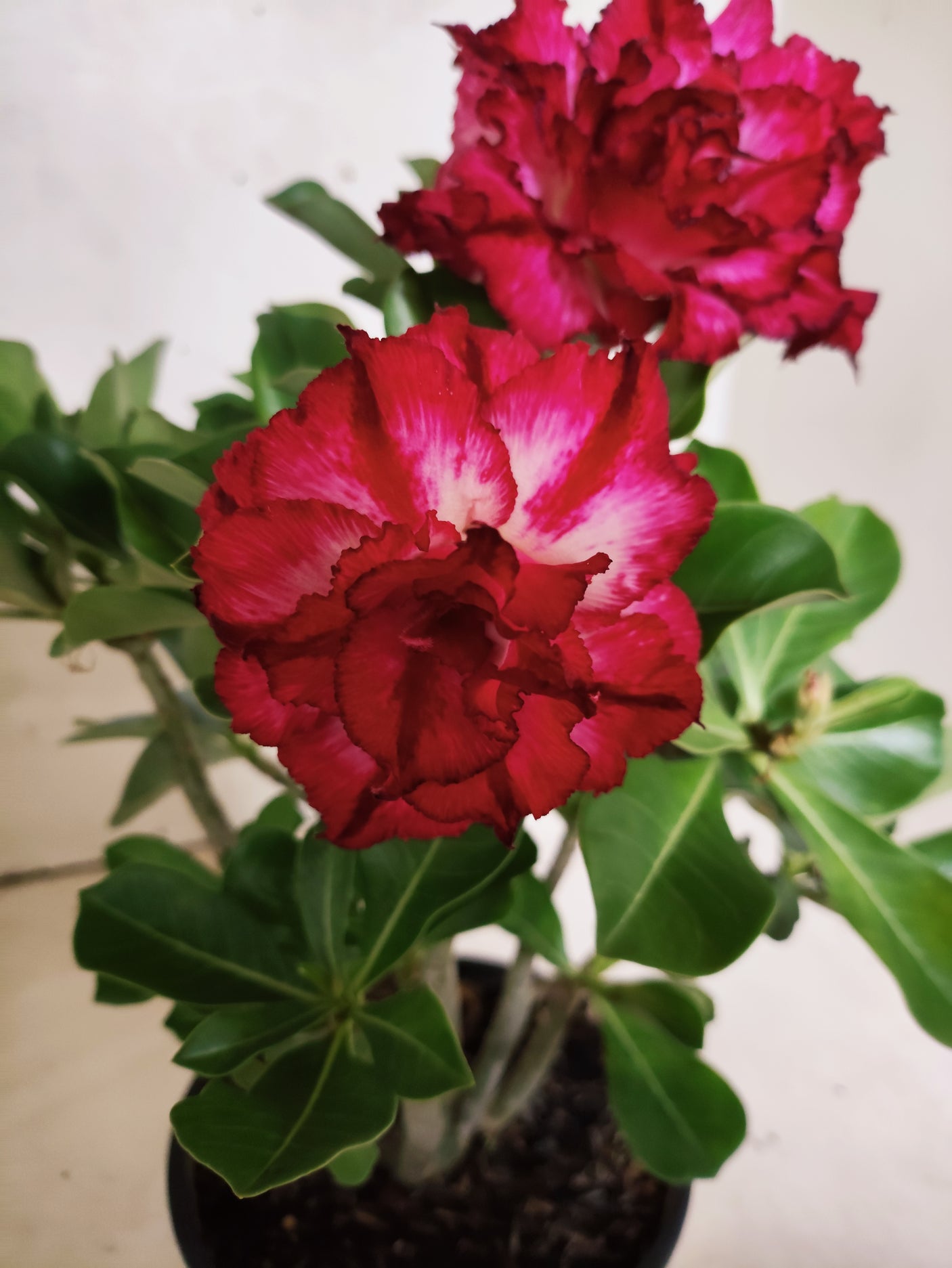 Planta Dobrada 3850 – 30cm – 02 anos