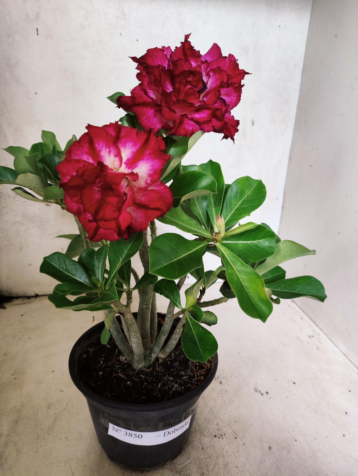 Planta Dobrada 3850 – 30cm – 02 anos