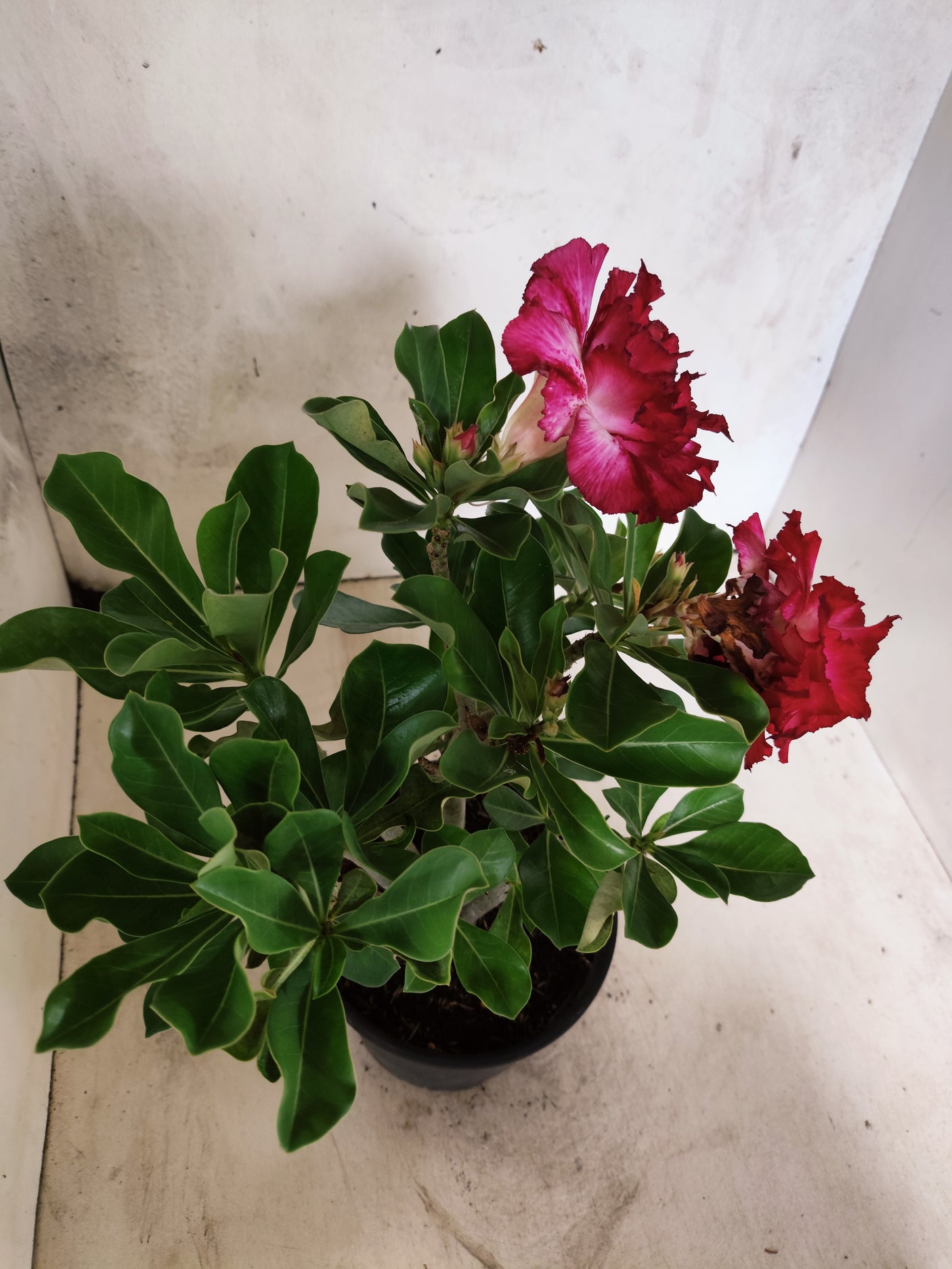 Planta Dobrada 3850 – 30cm – 02 anos