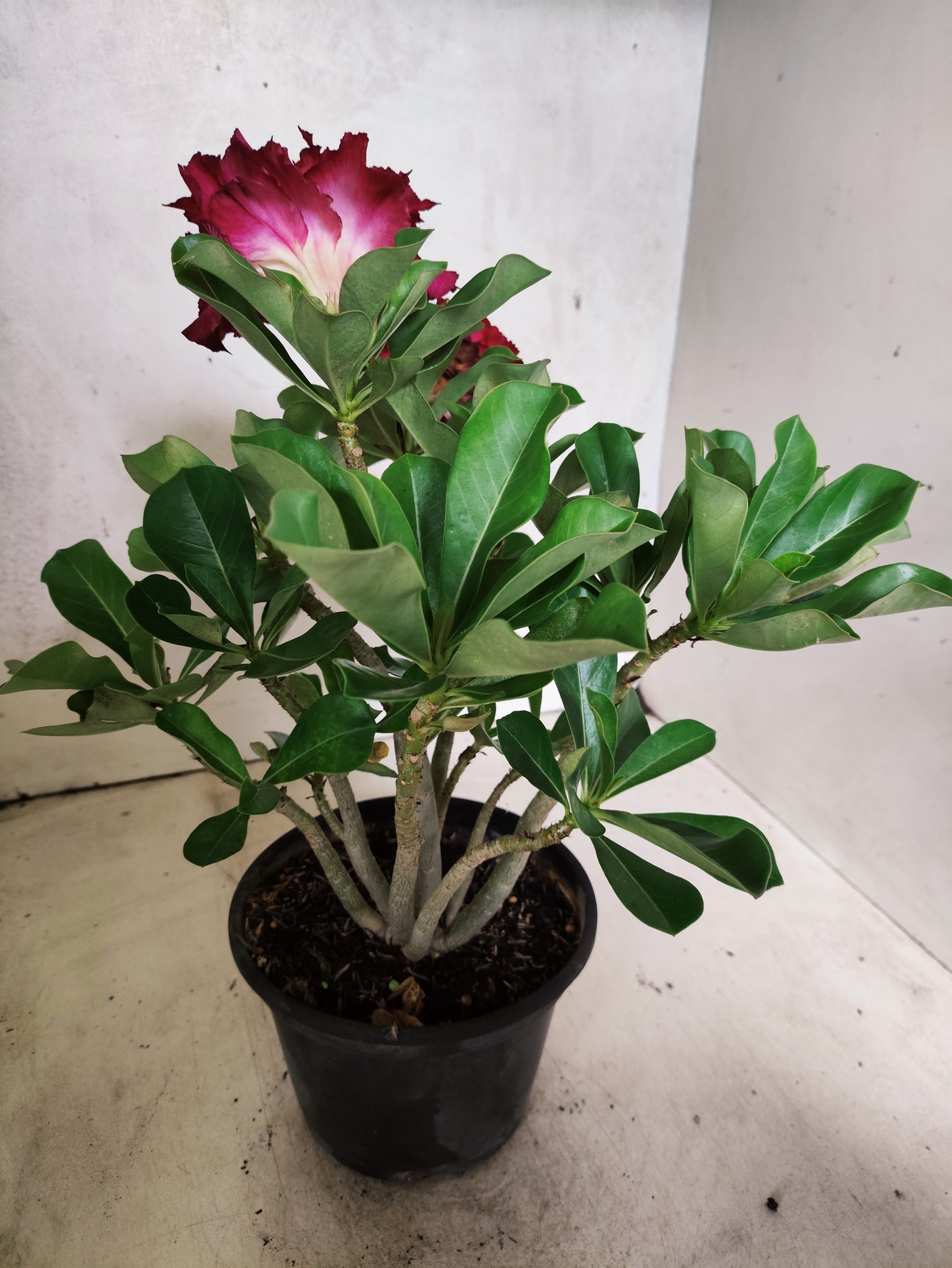 Planta Dobrada 3850 – 30cm – 02 anos