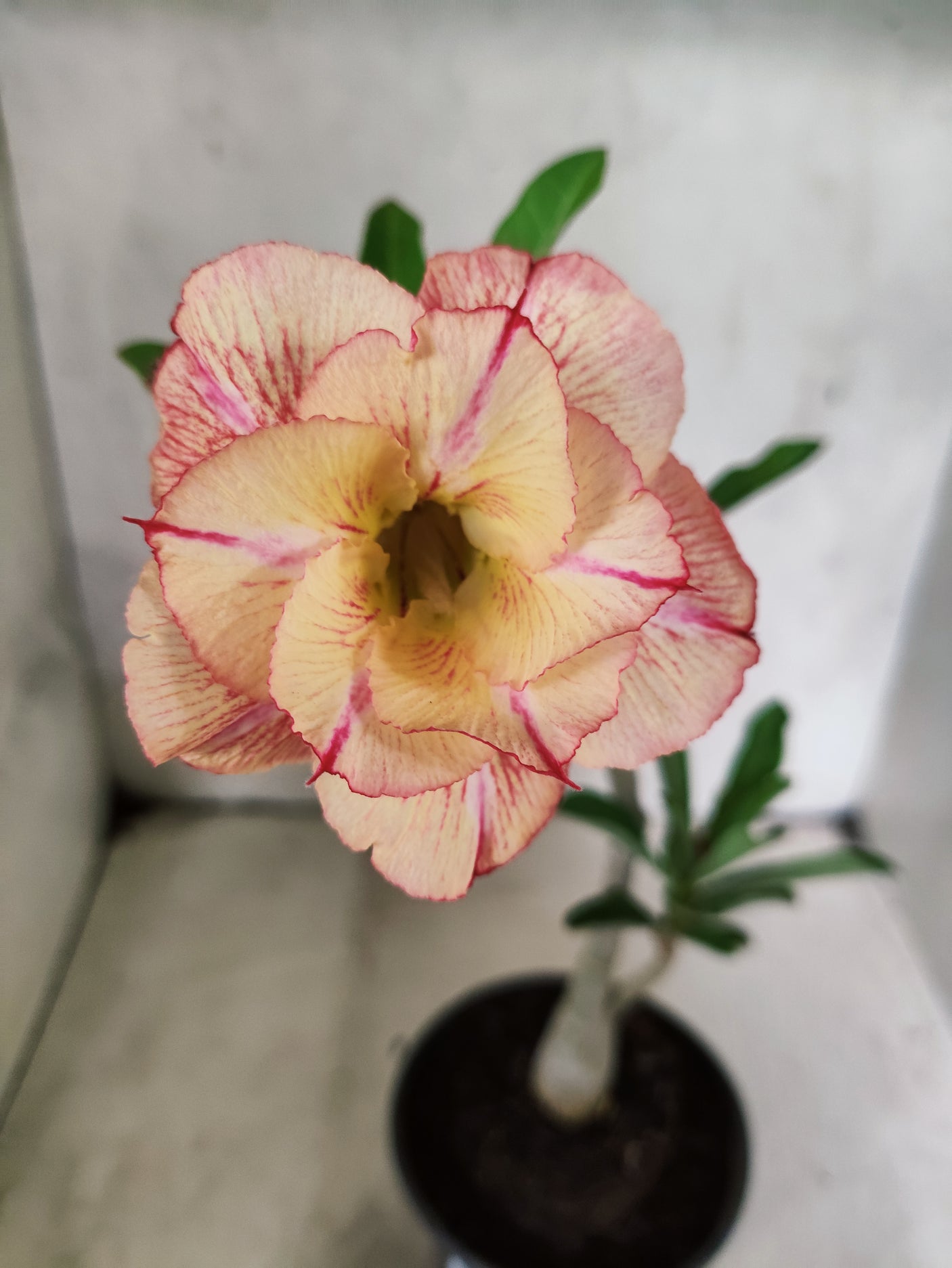 Planta Dobrada 3851 – 30cm – 02 anos