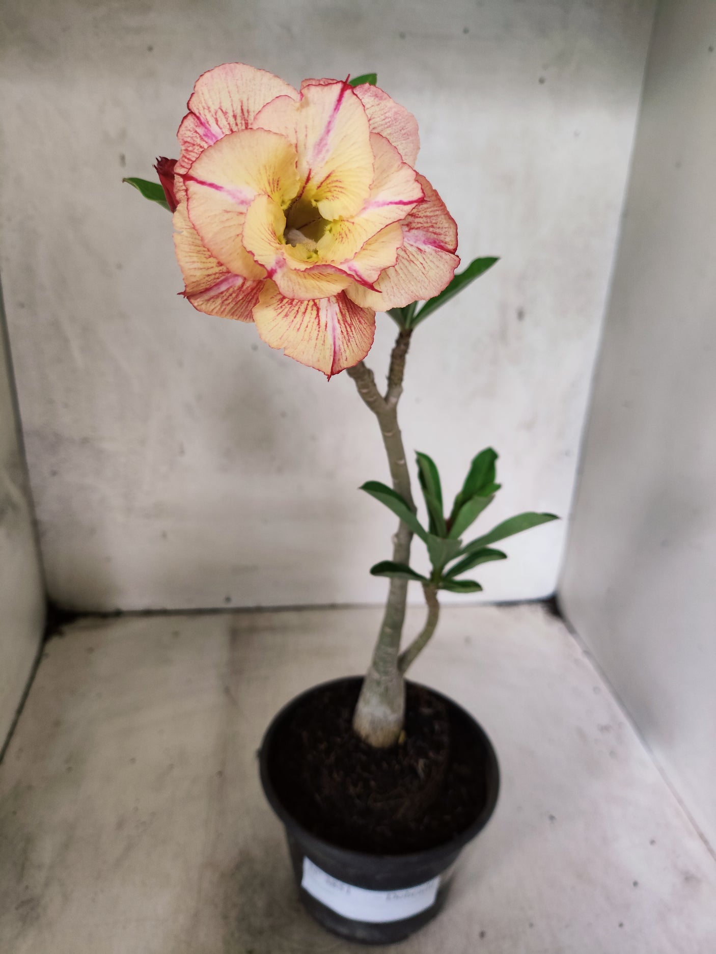 Planta Dobrada 3851 – 30cm – 02 anos
