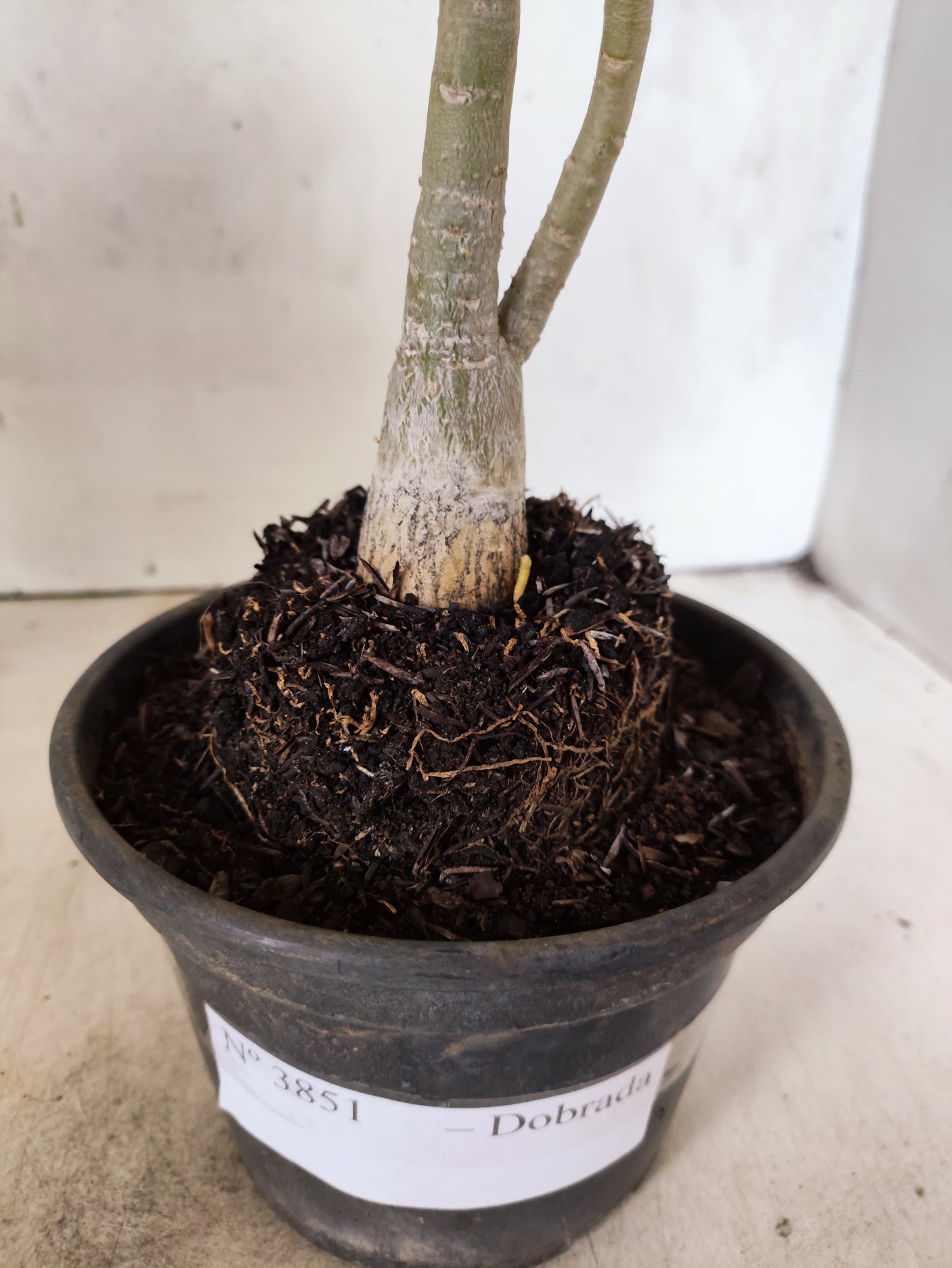 Planta Dobrada 3851 – 30cm – 02 anos