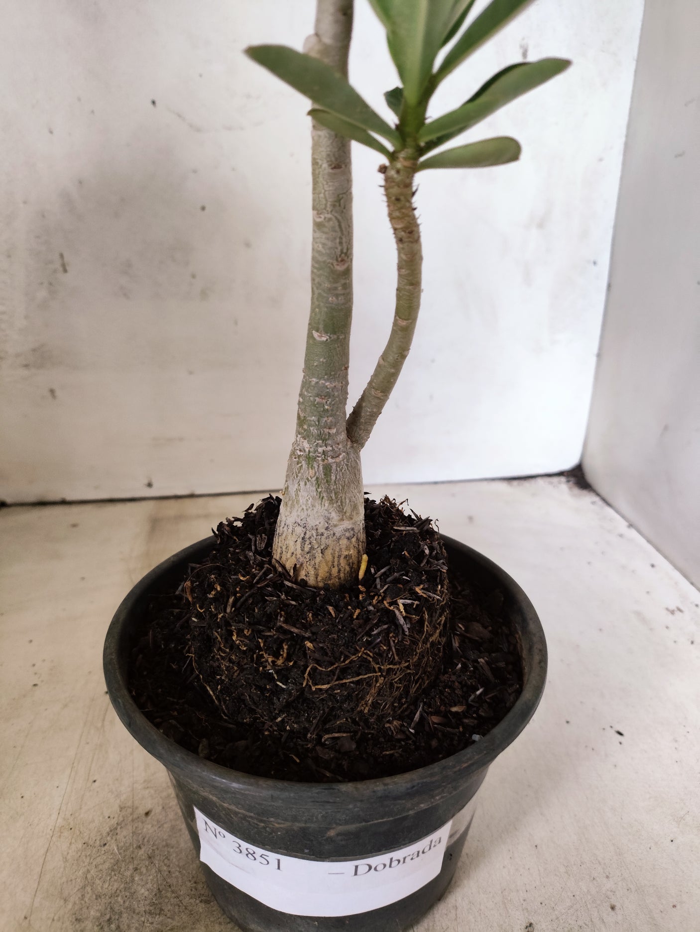 Planta Dobrada 3851 – 30cm – 02 anos