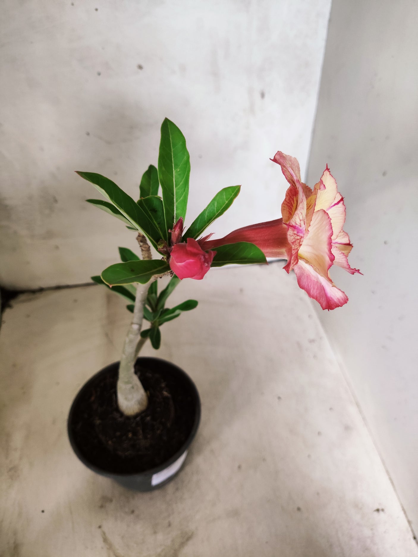 Planta Dobrada 3851 – 30cm – 02 anos