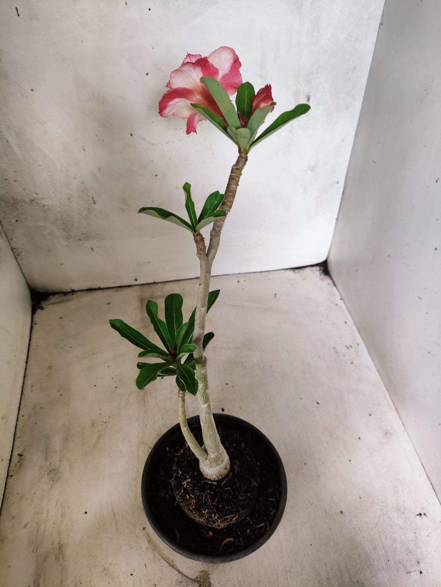 Planta Dobrada 3851 – 30cm – 02 anos