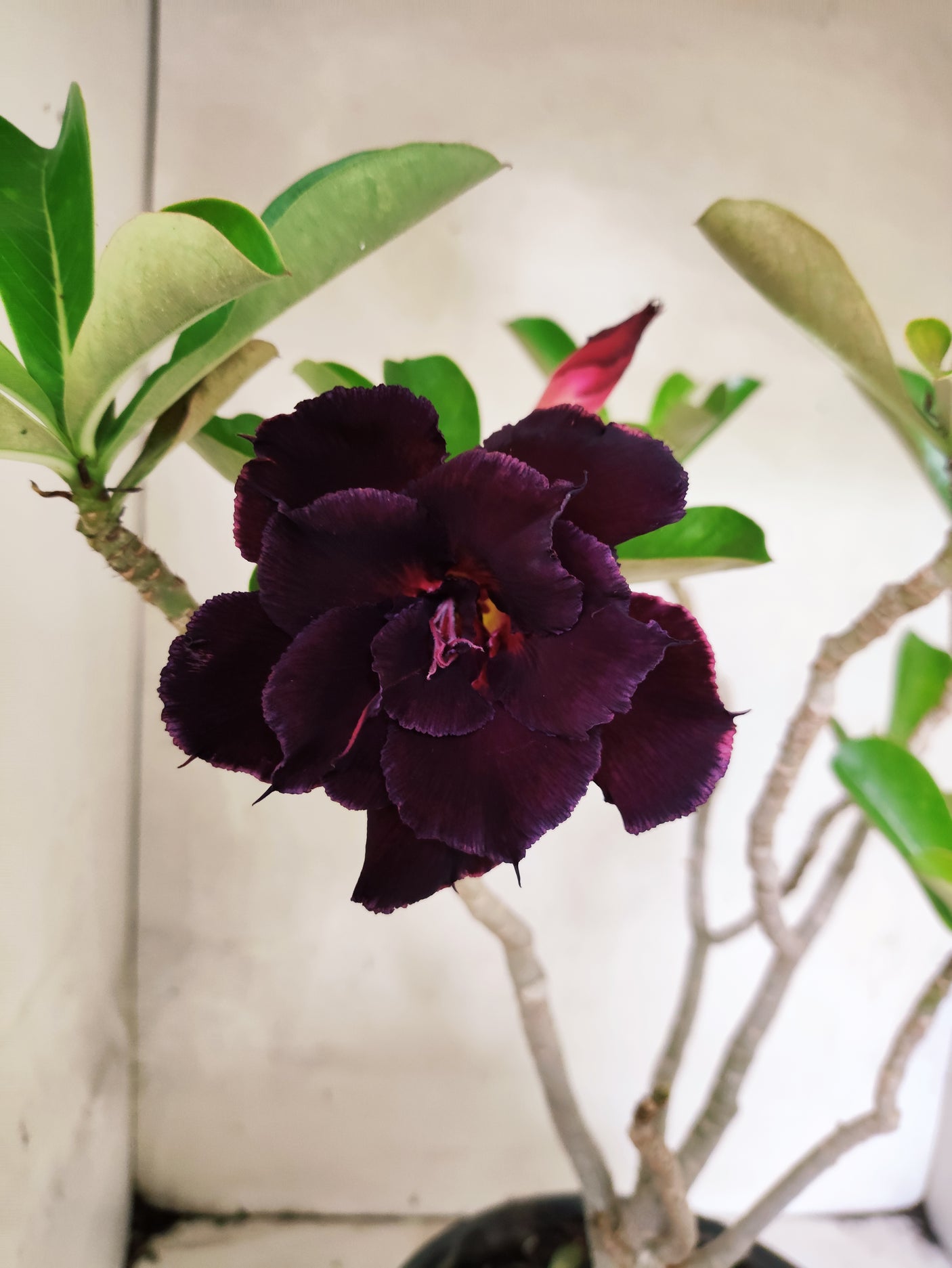 Planta Dobrada 3852 – 40cm – 03 anos