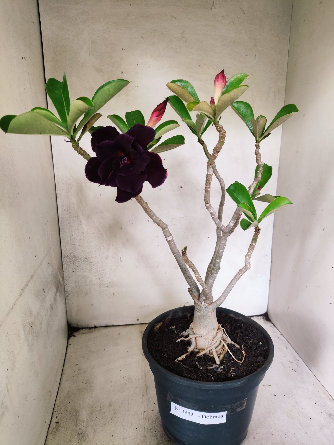 Planta Dobrada 3852 – 40cm – 03 anos