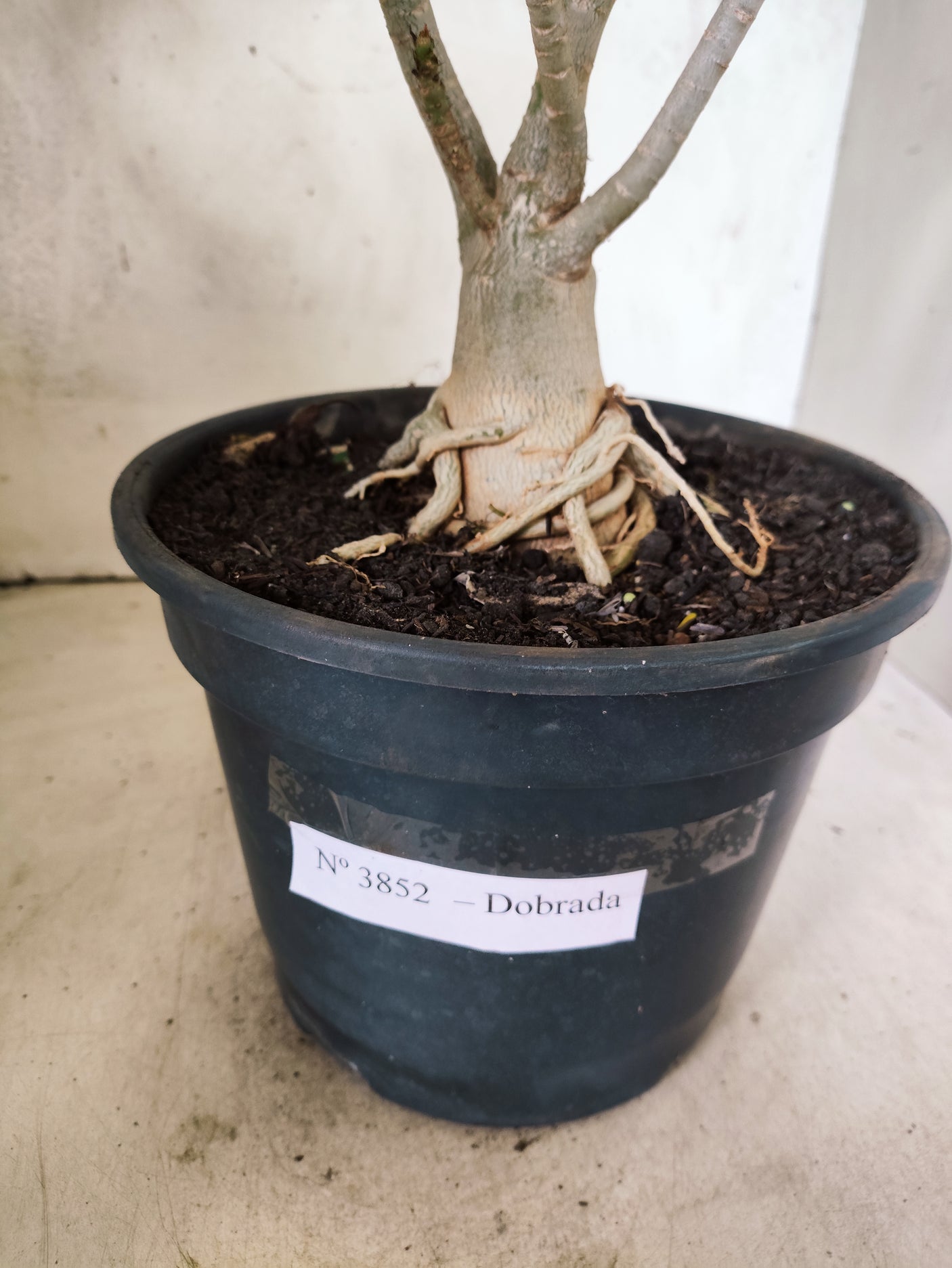 Planta Dobrada 3852 – 40cm – 03 anos